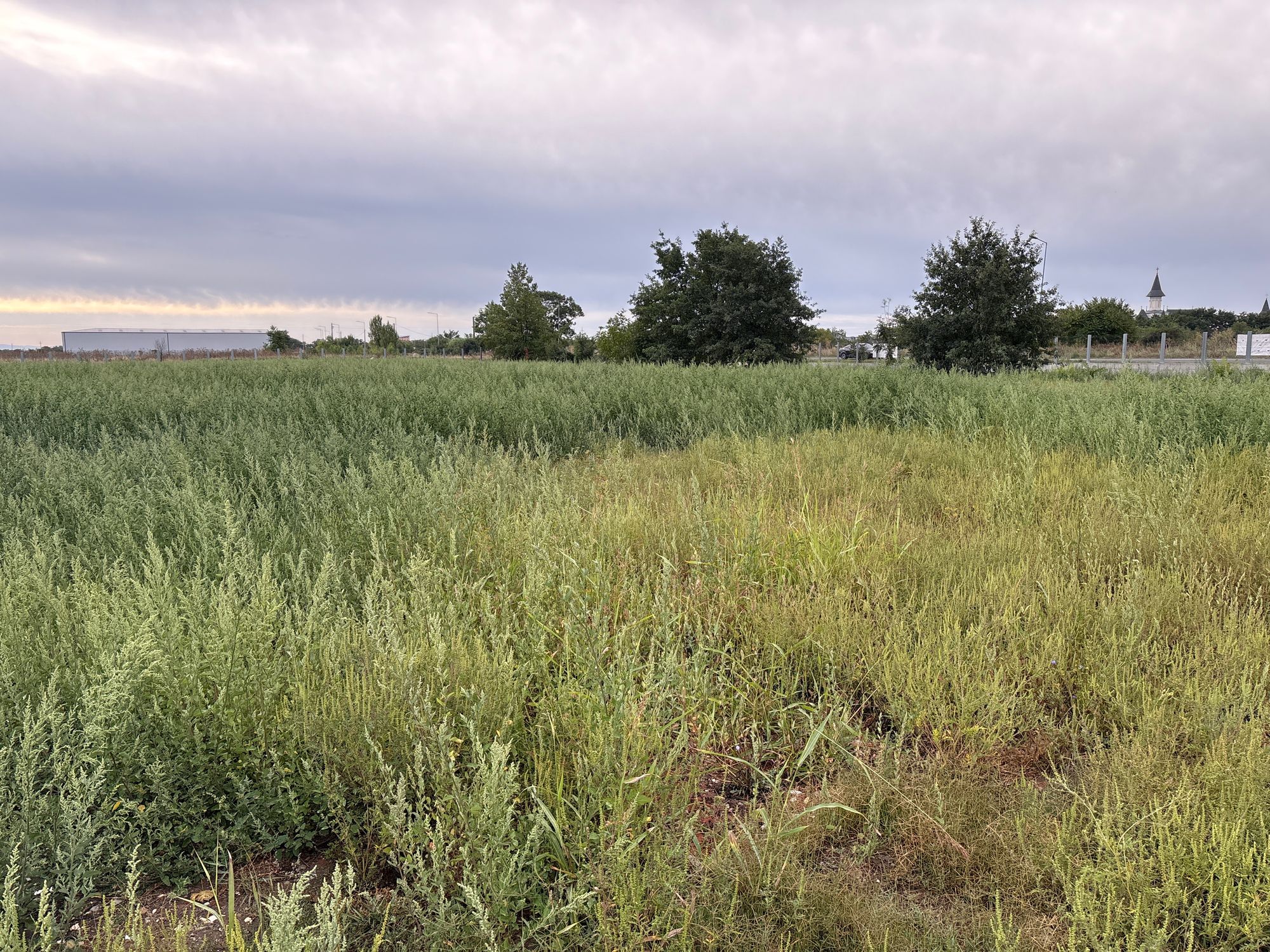 Ambrozie in DJ709C, Municipiu Arad, Județul Arad - image.jpg