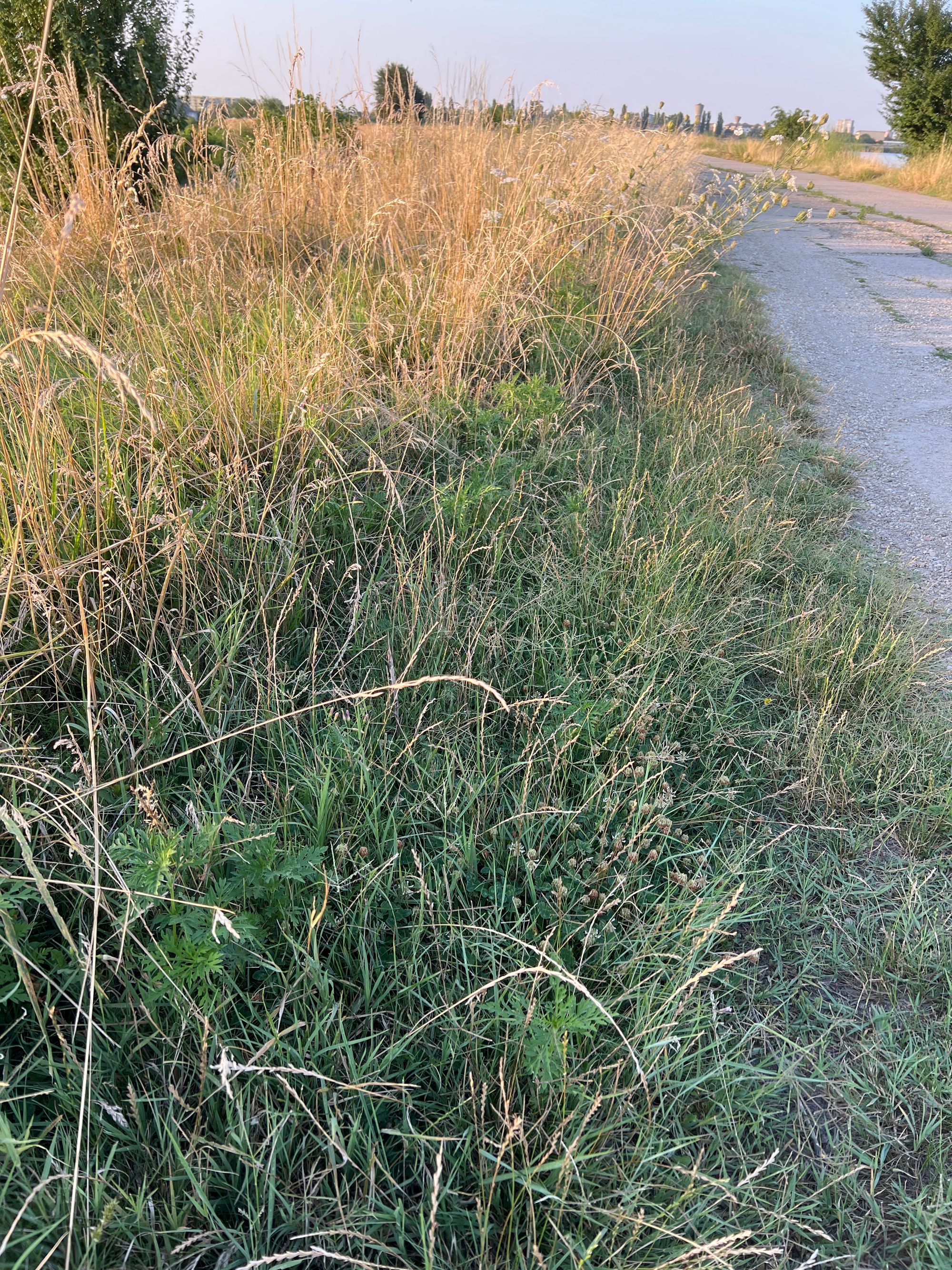 Ambrozie in Bucharest - image.jpg