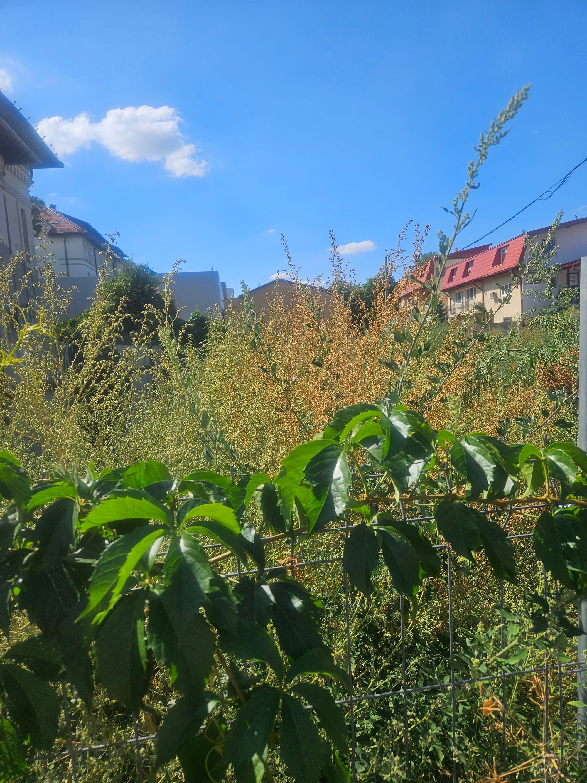 Ambrozie in Strada Agricultori 32, Buciumeni, Oraş Buftea, Județul Ilfov