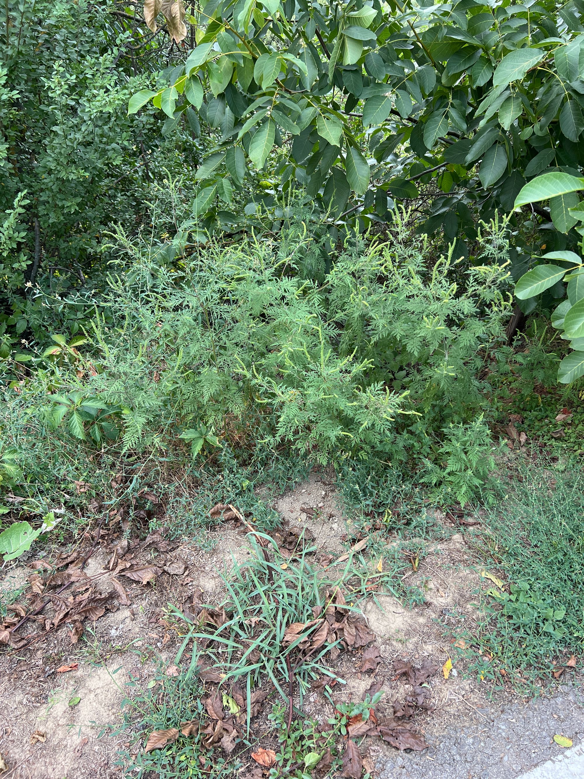 Ambrozie in Strada Toamnei 4c, Dudu, Comuna Chiajna, Județul Ilfov - image.jpg