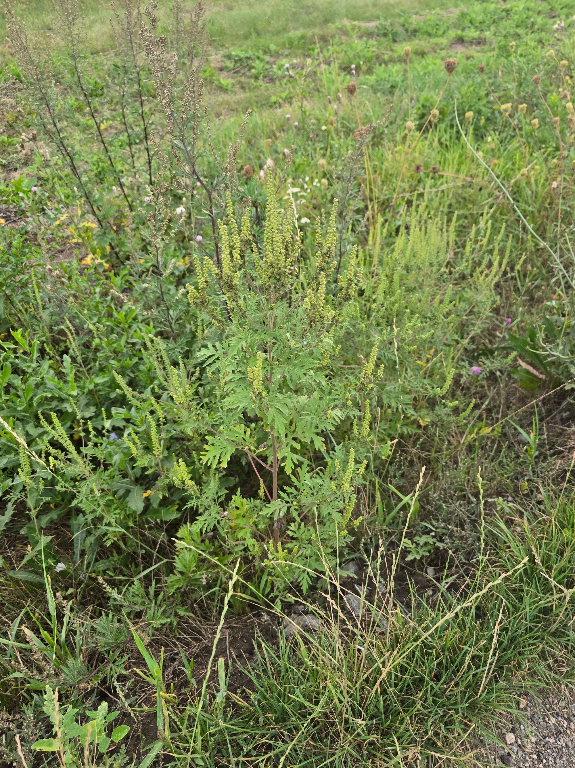 Ambrozie in Strada Graurilor 1, Comuna Baciu, Județul Cluj - 20250910_183142.jpg