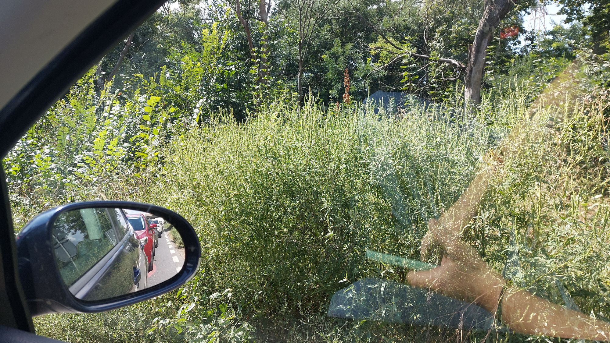 Ambrozie in Bulevardul Republicii 1, Eforie Nord, Oraș Eforie, Județul Constanța