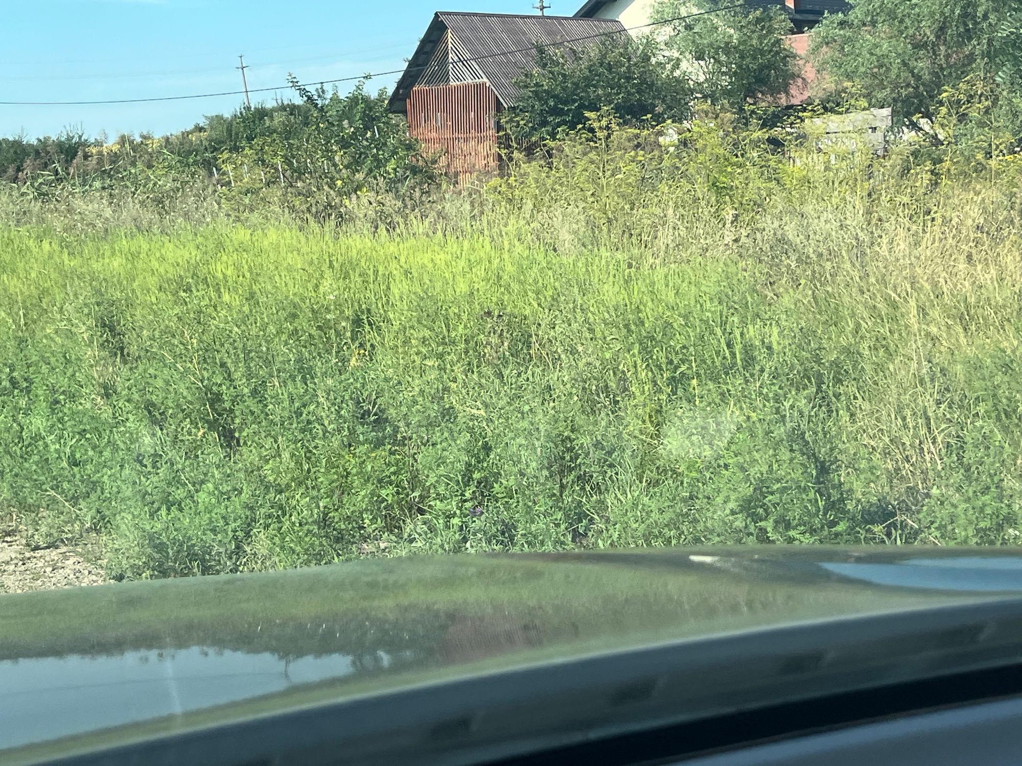 Ambrozie in Mogoșești, Comuna Mogoșești, Județul Iași
