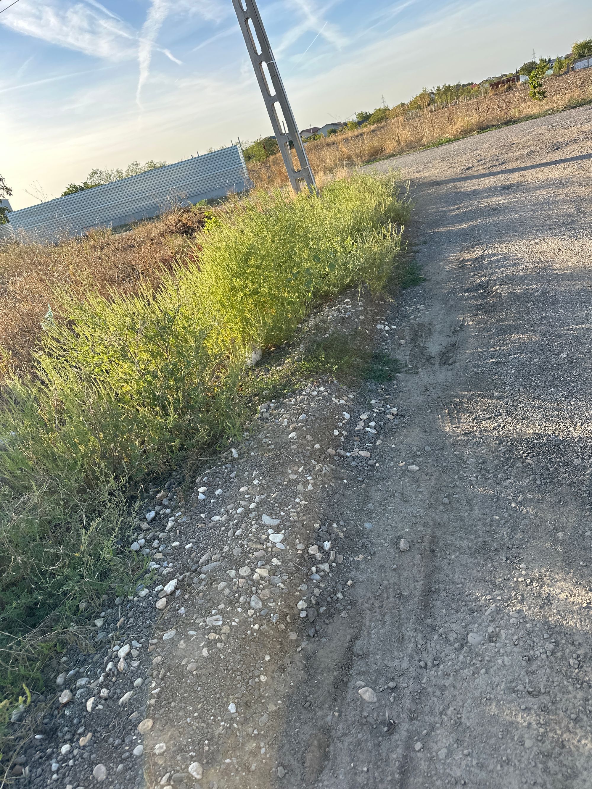 Ambrozie in Strada Alexandru Ioan Cuza 11e, Dârvari, Comuna Ciorogârla, Județul Ilfov - image.jpg