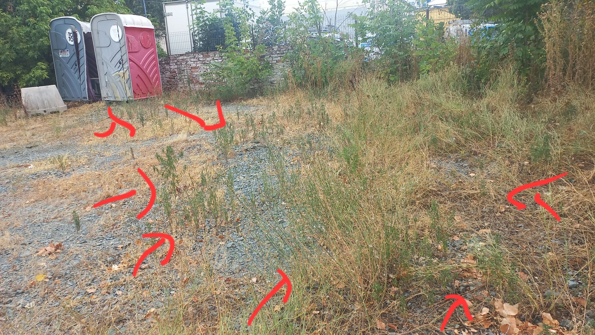 Ambrozie in București, Municipiul București - 20250831_151527.jpg