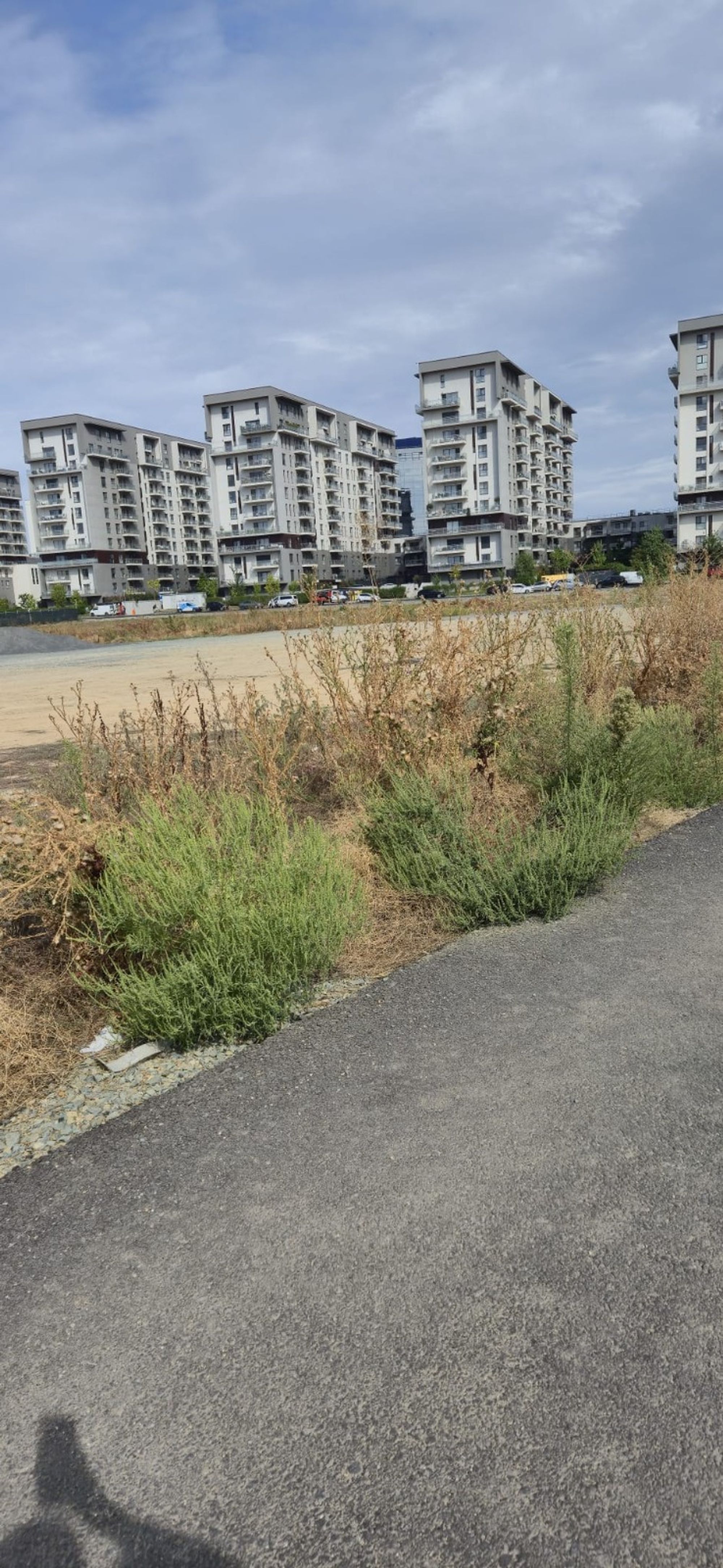 Ambrozie in București, Municipiul București - IMG-20250911-WA0007.jpg