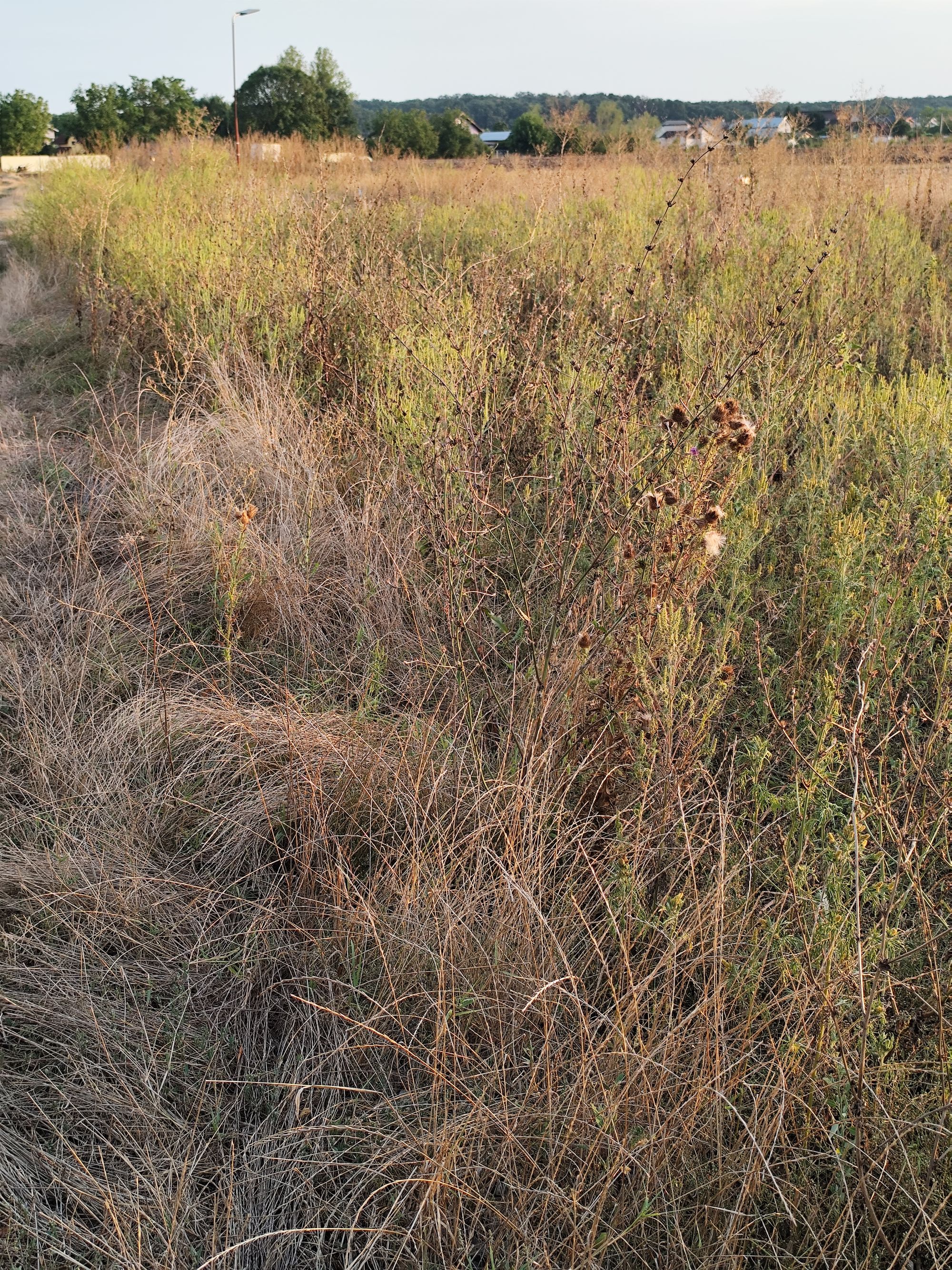 Ambrozie in Samurcași, Comuna Crevedia, Județul Dâmbovița - IMG_20250912_185137.jpg