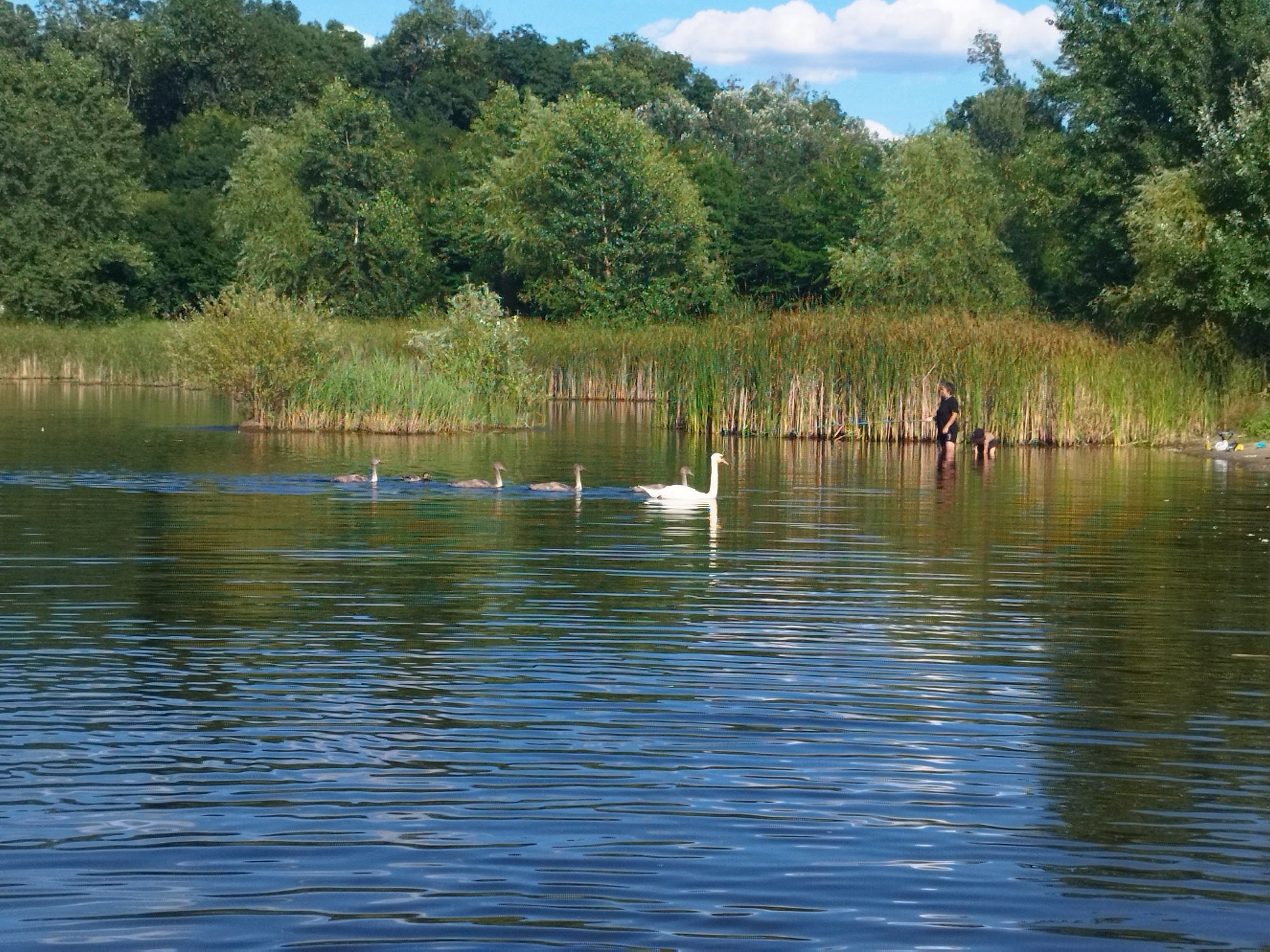 Ambrozie in Arad, Municipiu Arad, Județul Arad - IMG_20240705_182647.jpg