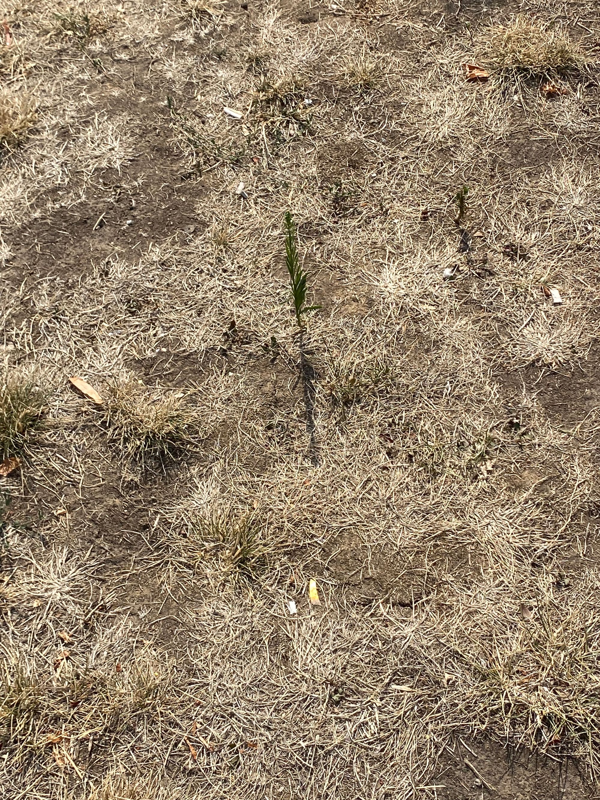 Ambrozie in Bucharest - 1568FDF4-BF0D-4812-AA00-6D228F607DFE.jpeg