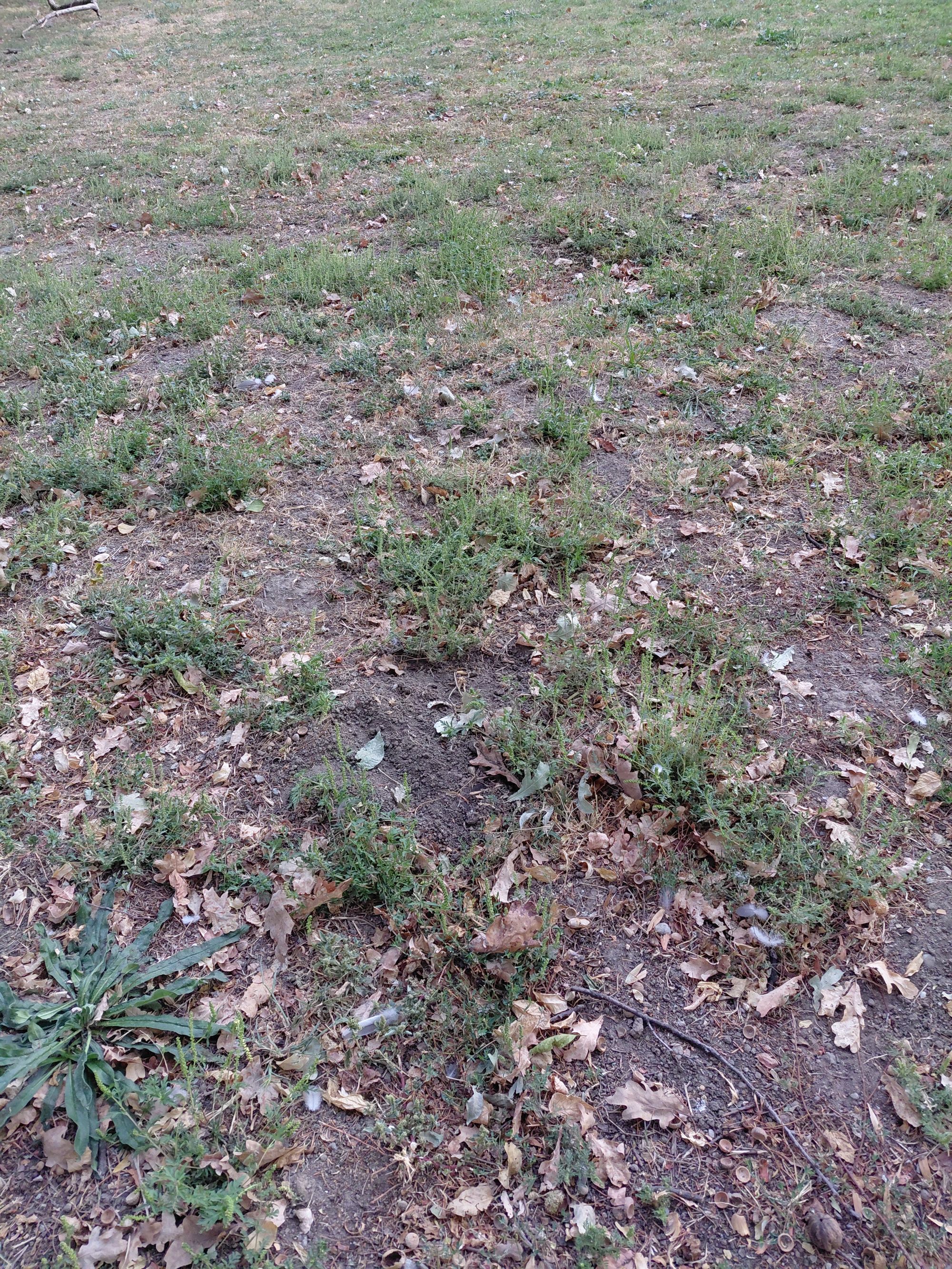 Ambrozie in Craiova, Municipiu Craiova, Județul Dolj