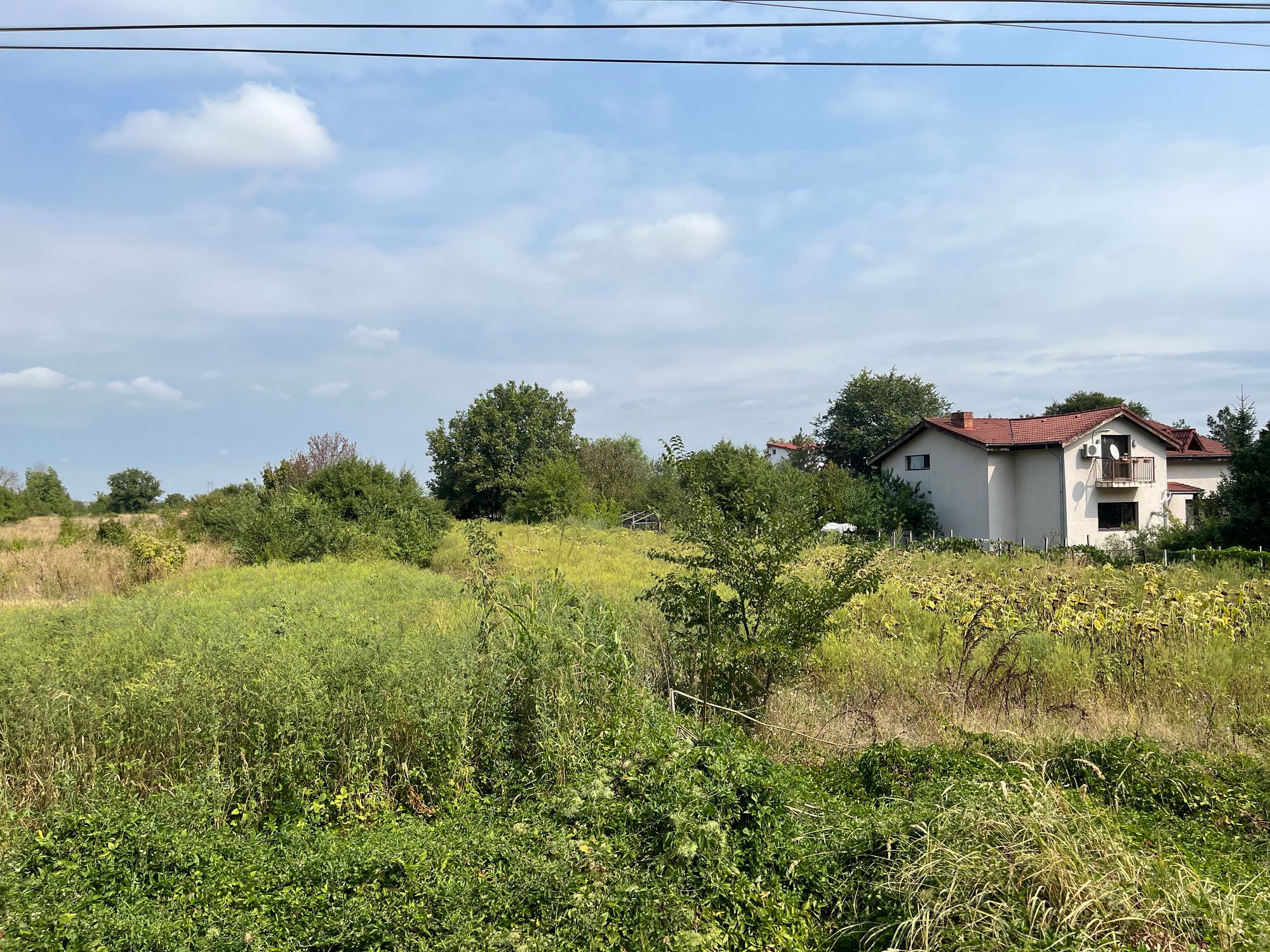 Ambrozie in DJ601 125, Bolintin-Deal, Comuna Bolintin-Deal, Județul Giurgiu