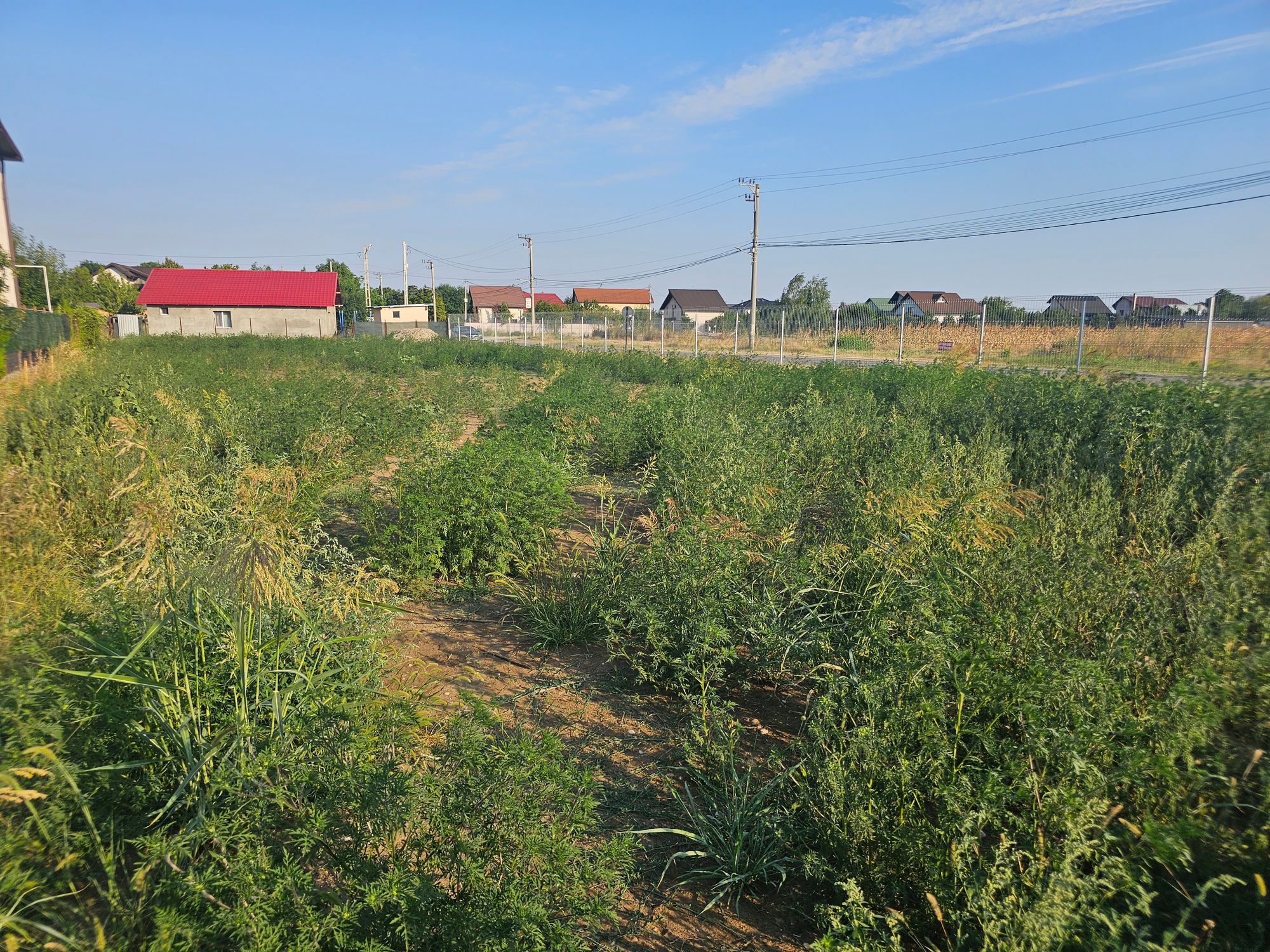 Ambrozie in Strada Jupiter 22, Strejnicu, Comuna Târgșoru Vechi, Județul Prahova - 20250811_181025.jpg