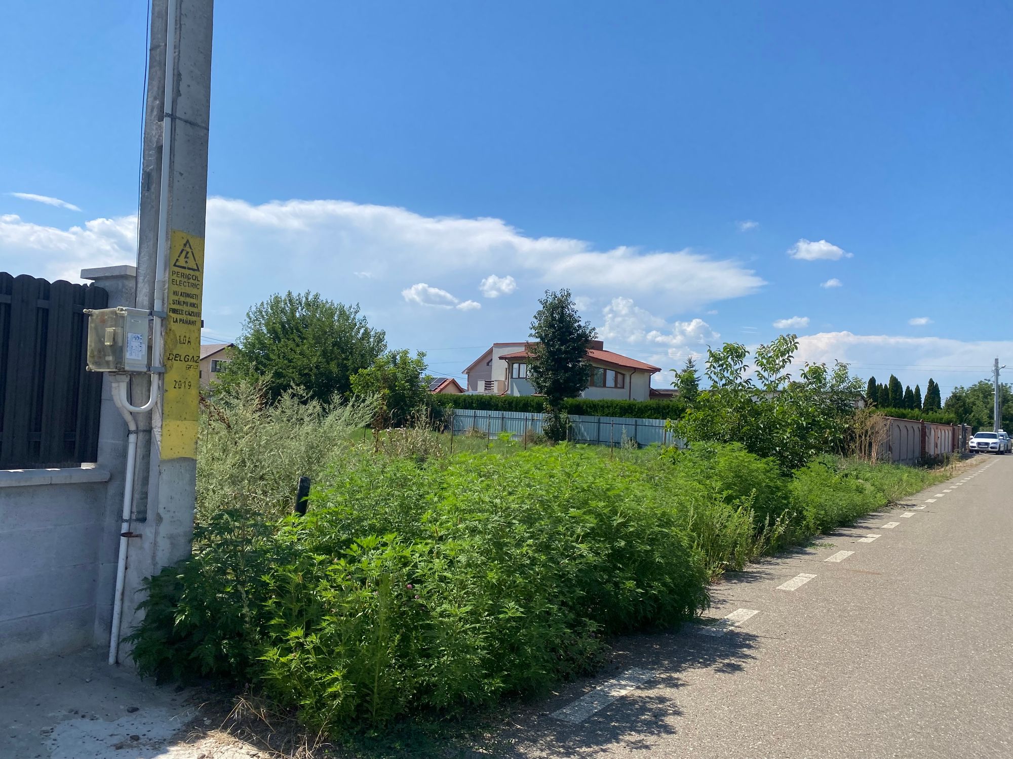 Ambrozie in Strada Brândușelor 46, Cordun, Comuna Cordun, Județul Neamț - IMG_8192.jpeg