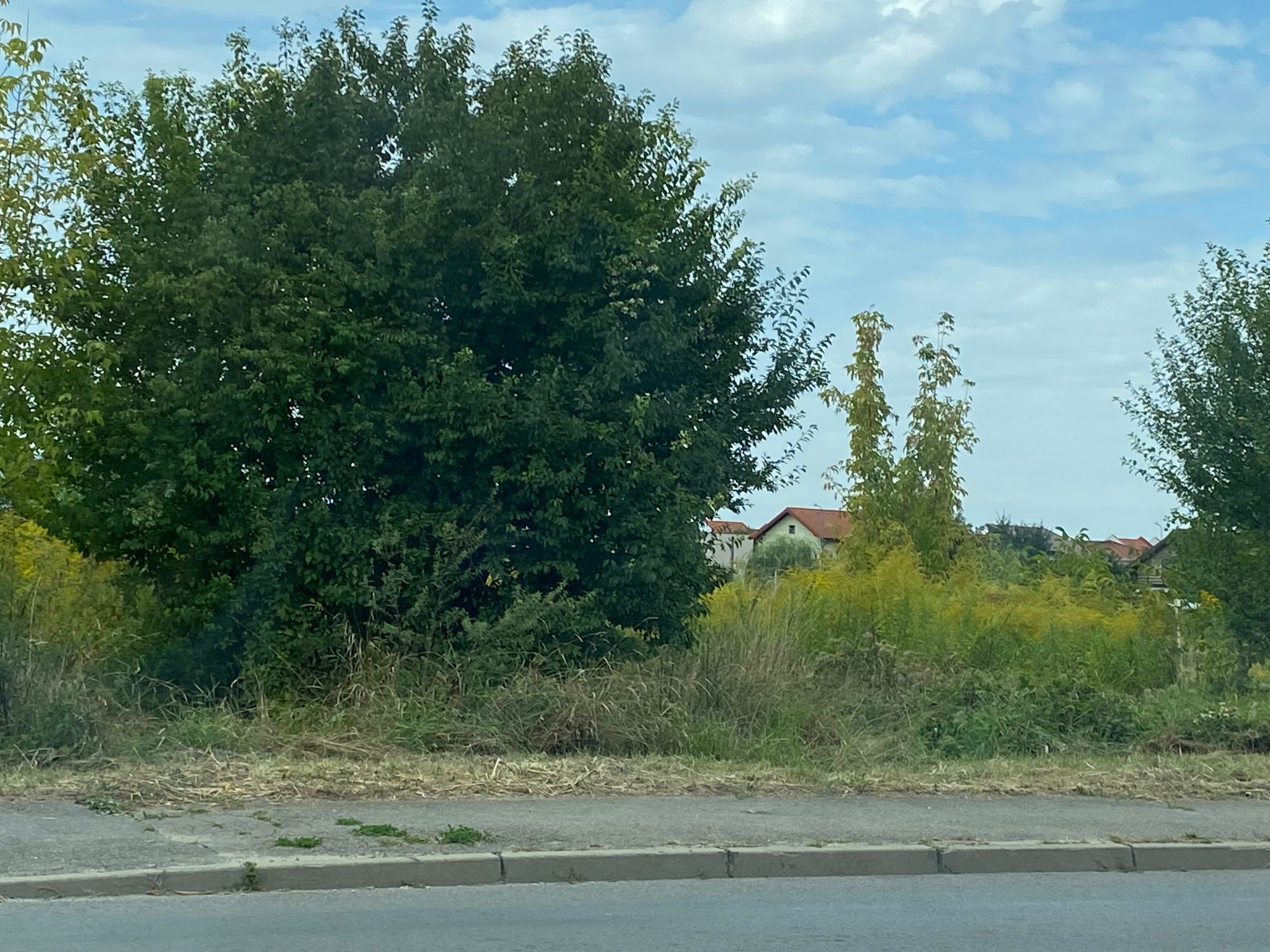 Ambrozie in Strada Cascadei 4, Brașov, Municipiu Braşov, Județul Brașov - IMG_7984.jpeg