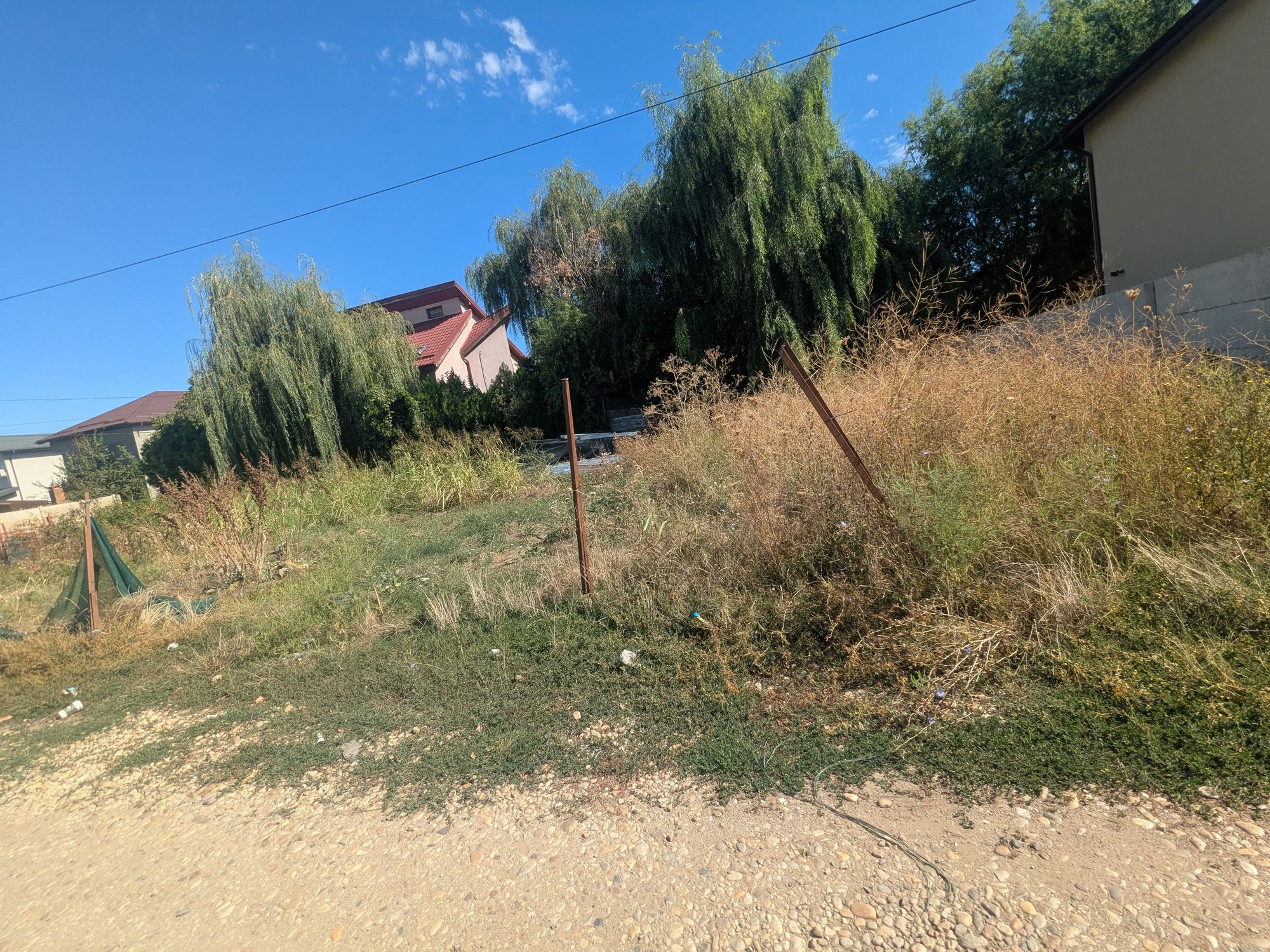 Ambrozie in Strada Crișul Repede 93, Bragadiru, Oraș Bragadiru, Județul Ilfov