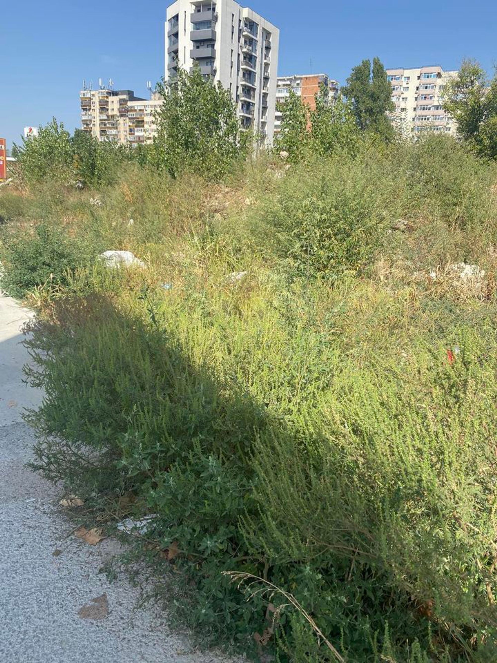 Ambrozie in București, Municipiul București - 380339782_2310133835862907_4580983532413102241_n.jpg