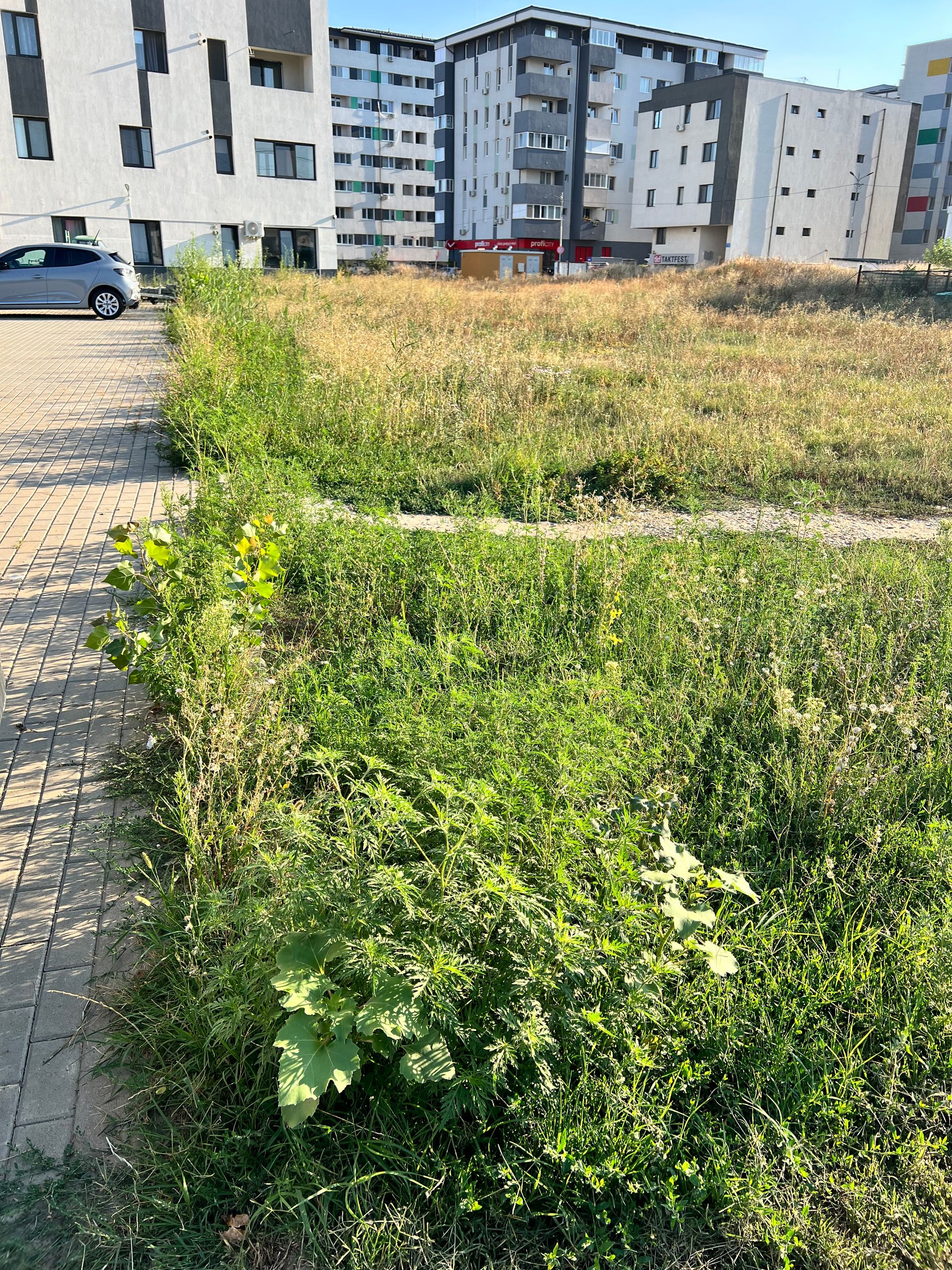 Ambrozie in Strada Weiner Palada 1, Roșu, Comuna Chiajna, Județul Ilfov - IMG_0611.jpeg
