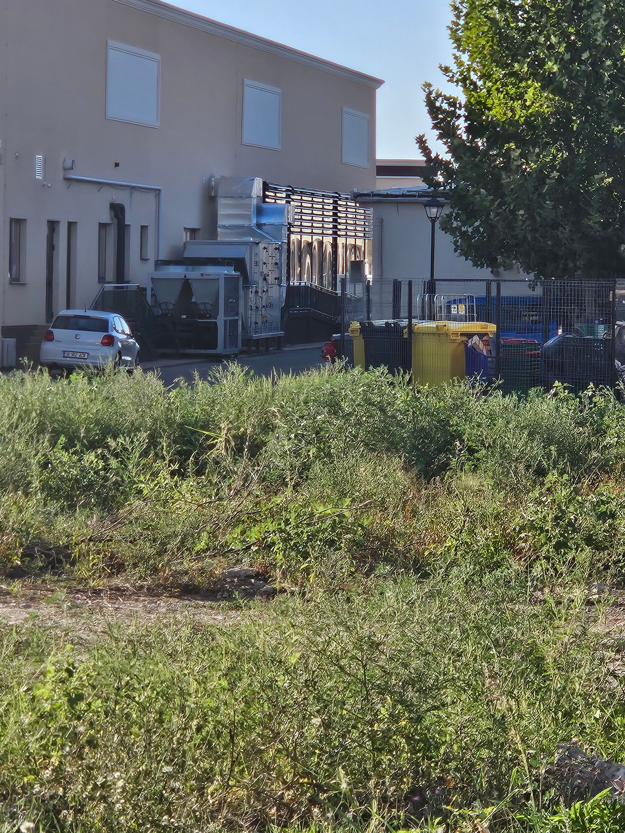 Ambrozie in Strada Libertății 4, Ștefăneștii de Jos, Comuna Ștefăneștii de Jos, Județul Ilfov - inbound658280126492414168.jpg
