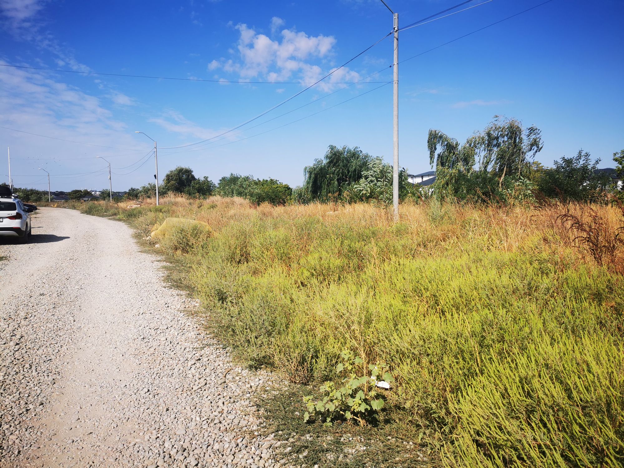 Ambrozie in Strada Ceair 36C, Tunari, Comuna Tunari, Județul Ilfov - IMG_20230907_104409.jpg