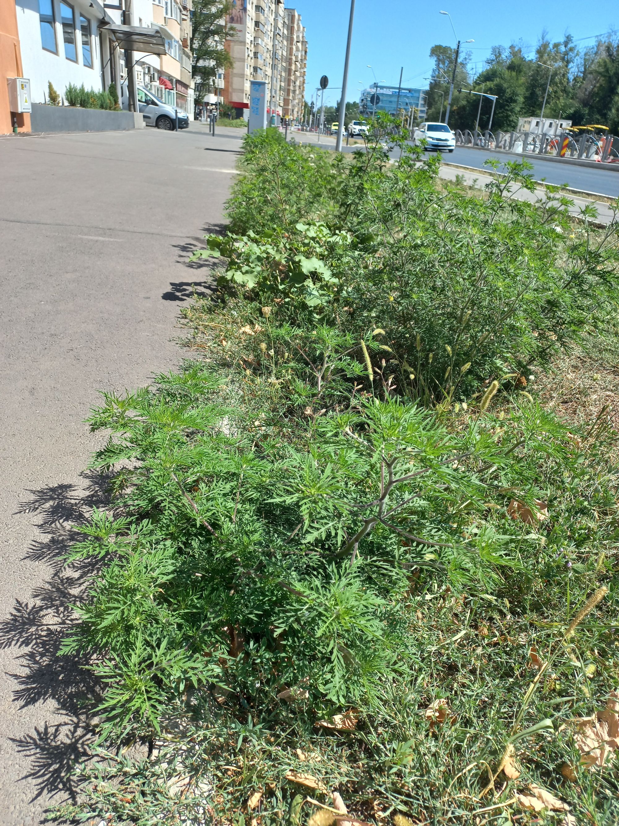 Ambrozie in București, Municipiul București - 20250829_132812.jpg