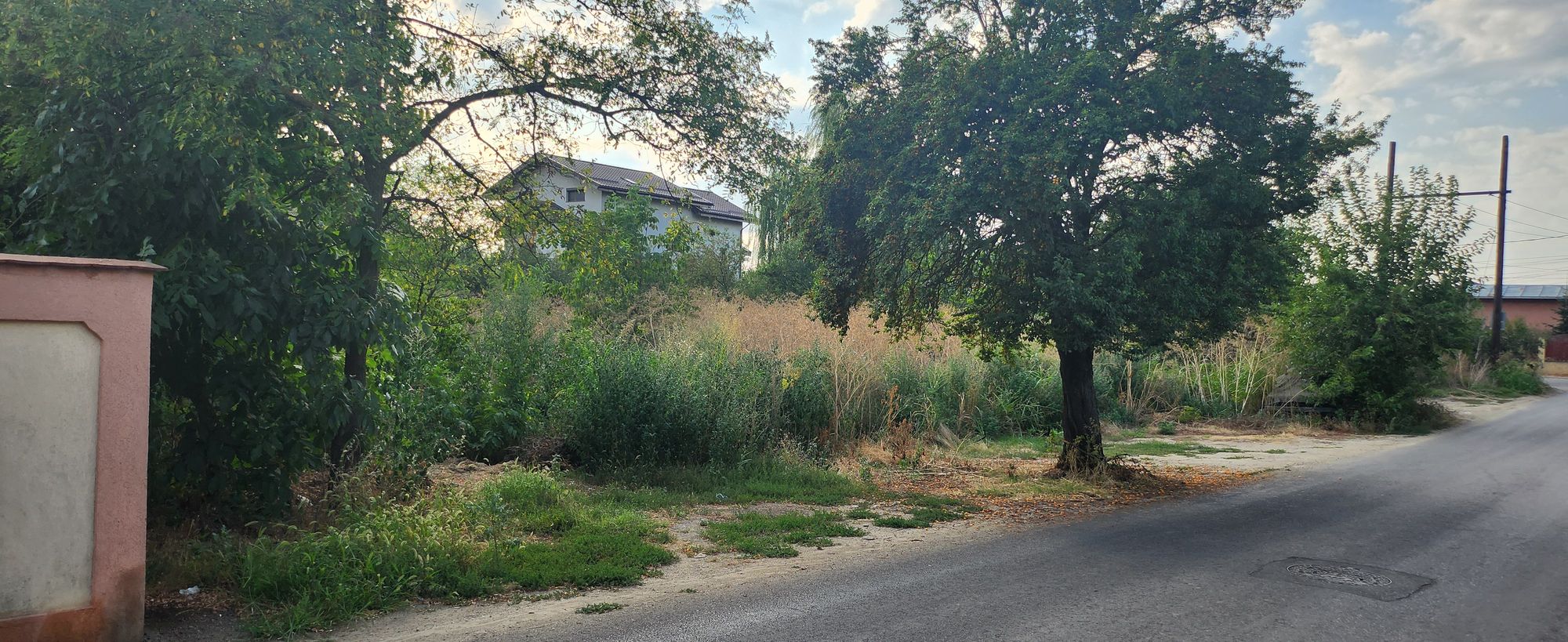 Ambrozie in Strada Privighetorii 5, Clinceni, Comuna Clinceni, Județul Ilfov - 1000130936.jpg