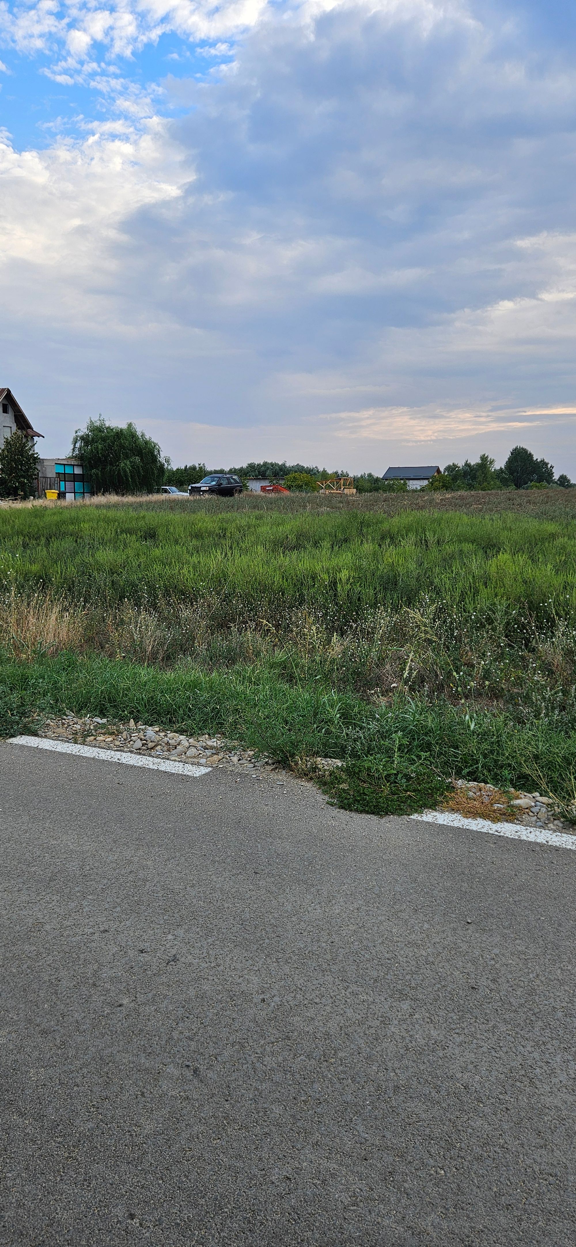 Ambrozie in Domnești, Comuna Domnești, Județul Ilfov - 1000004894.jpg