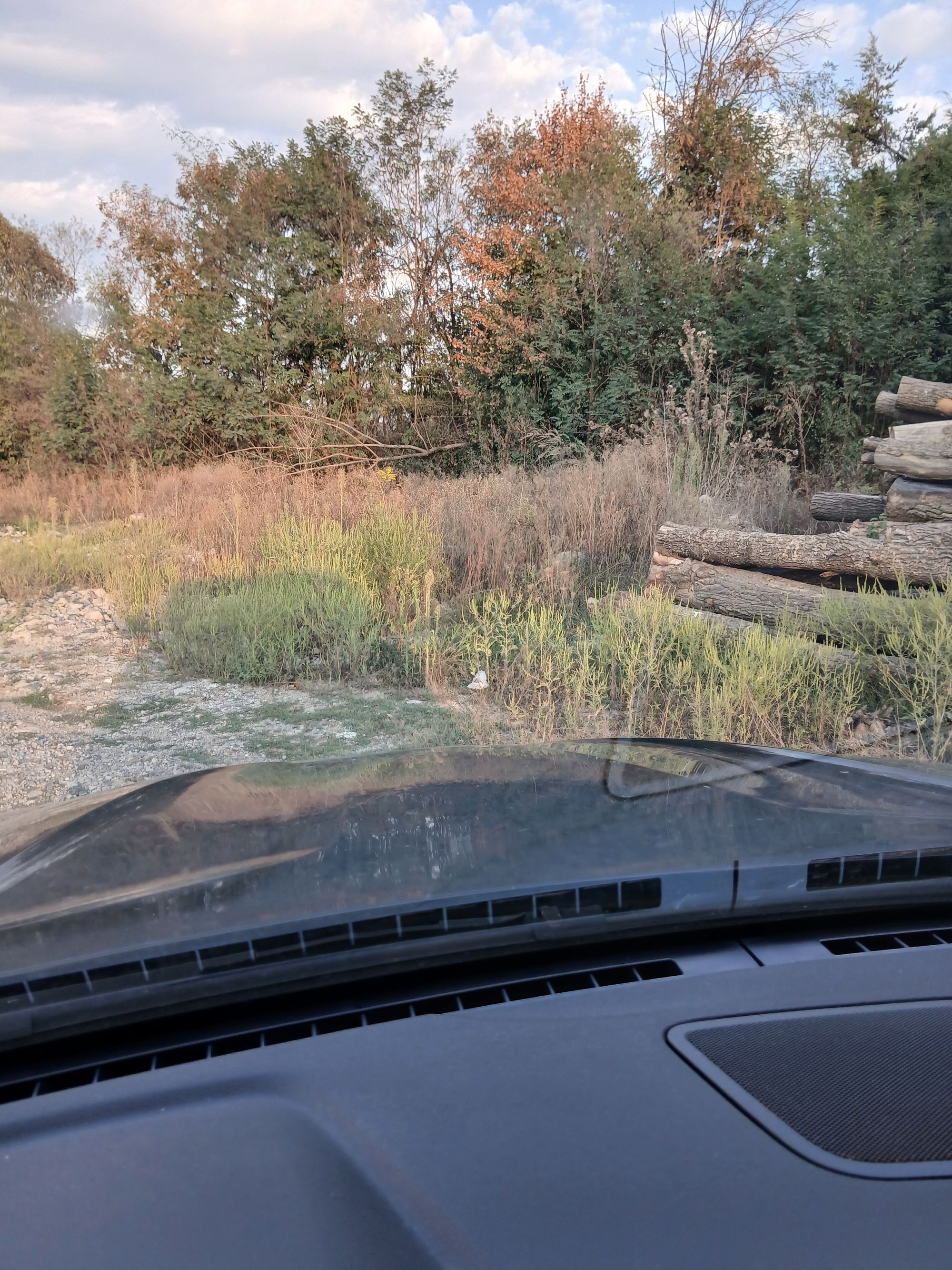 Ambrozie in Grind, Comuna Lăpugiu de Jos, Județul Hunedoara - 1000012758.jpg