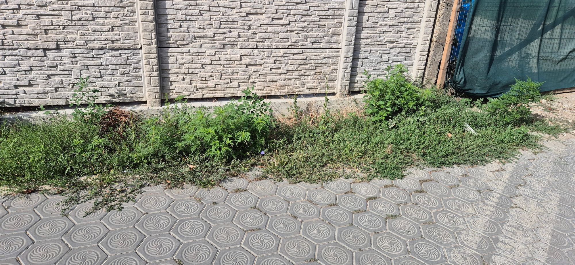 Ambrozie in Strada Mitropolit Varlaam 51, Iași, Municipiu Iași, Județul Iași - 10049.jpg