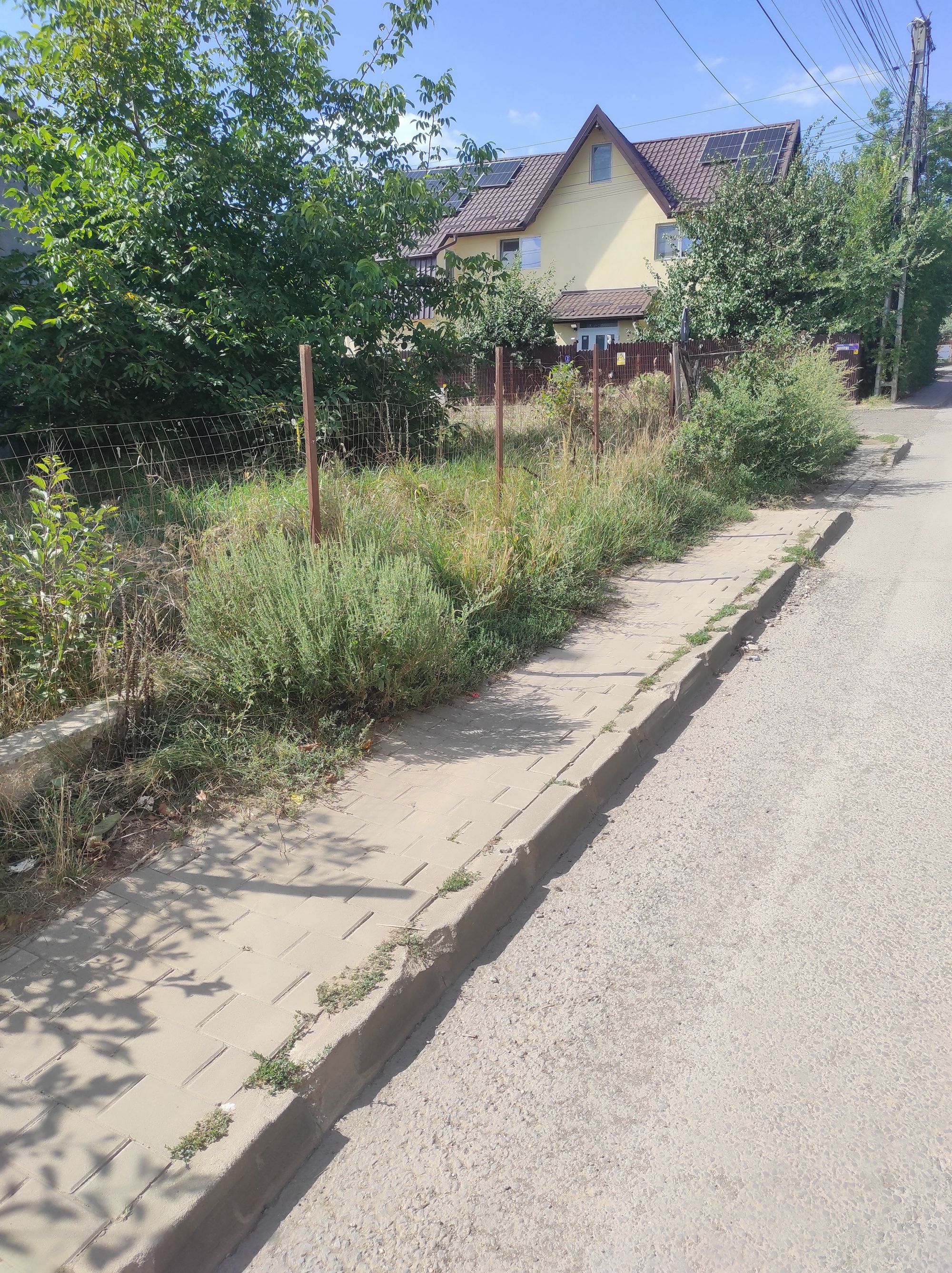 Ambrozie in Strada Editurii 64, Lunca Cetățuii, Comuna Ciurea, Județul Iași - IMG_20250914_120432.jpg