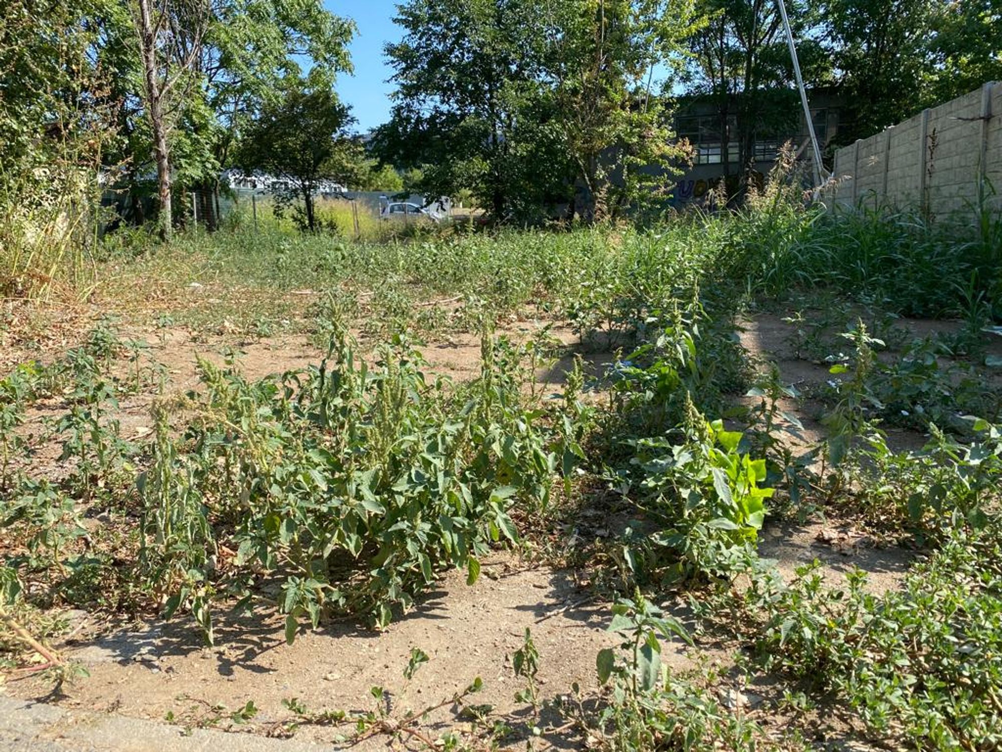 Ambrozie in Strada Bârlea 23, București, Municipiul București - ambrozie-barlea-2.jpg