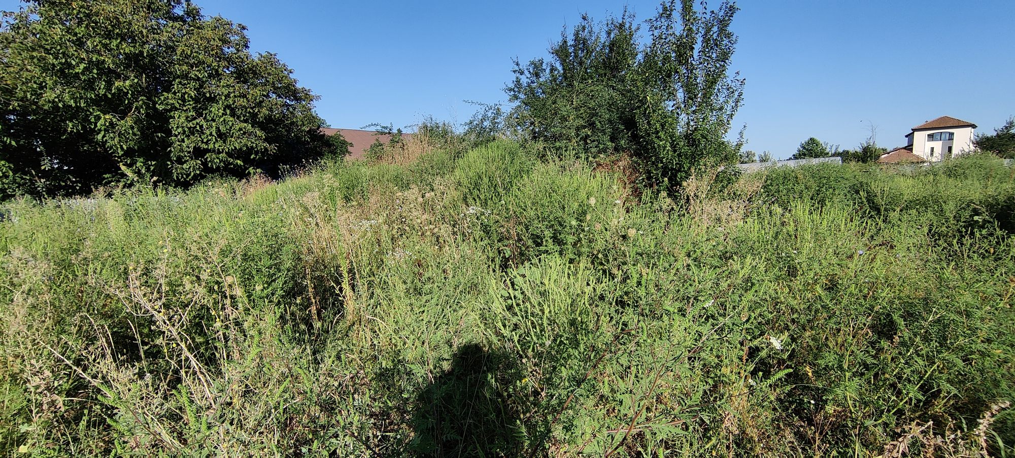 Ambrozie in Strada Ștefan cel Mare 35, Ciofliceni, Comuna Snagov, Județul Ilfov
