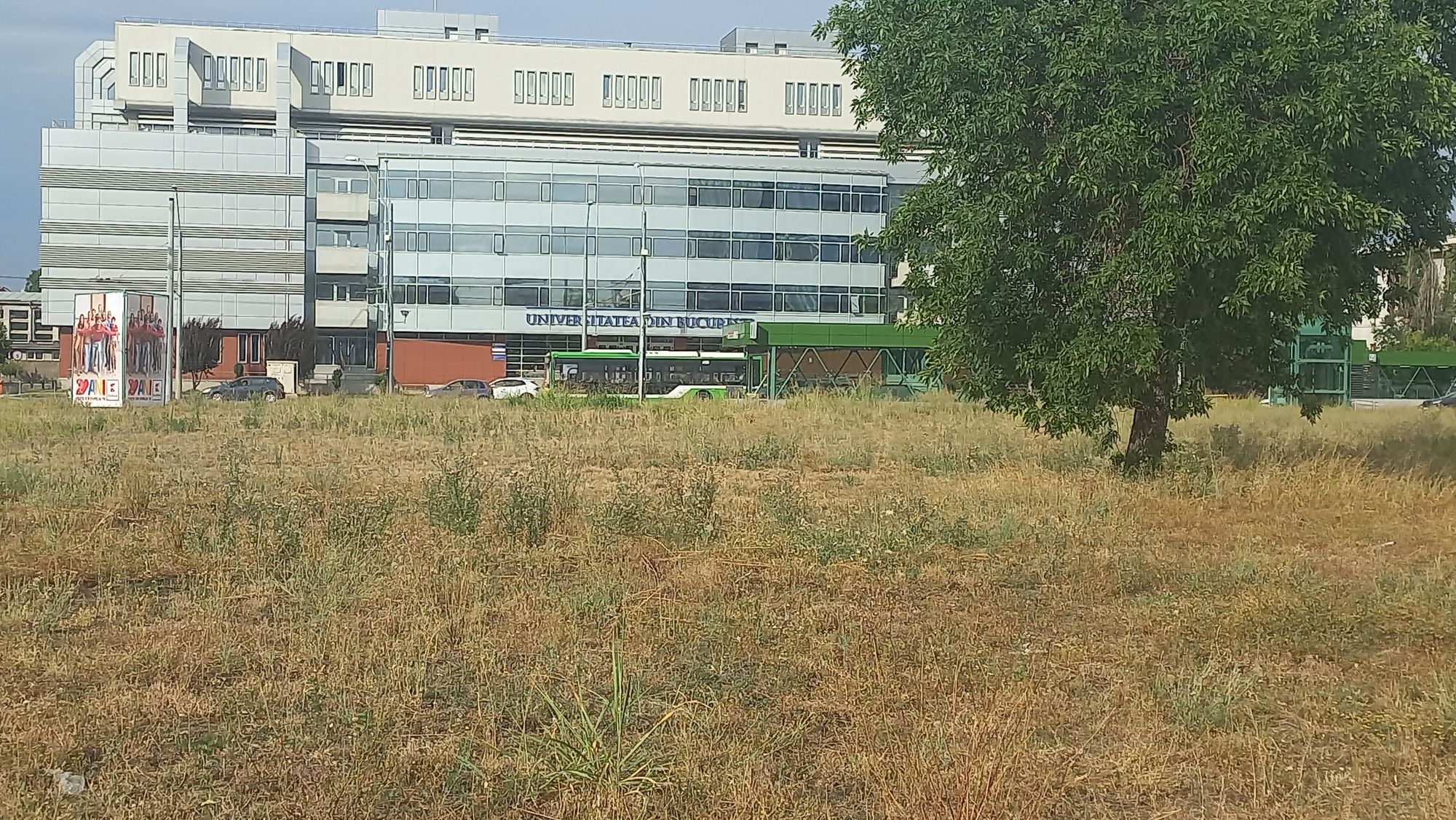 Ambrozie in București, Municipiul București - 20250819_180429.jpg