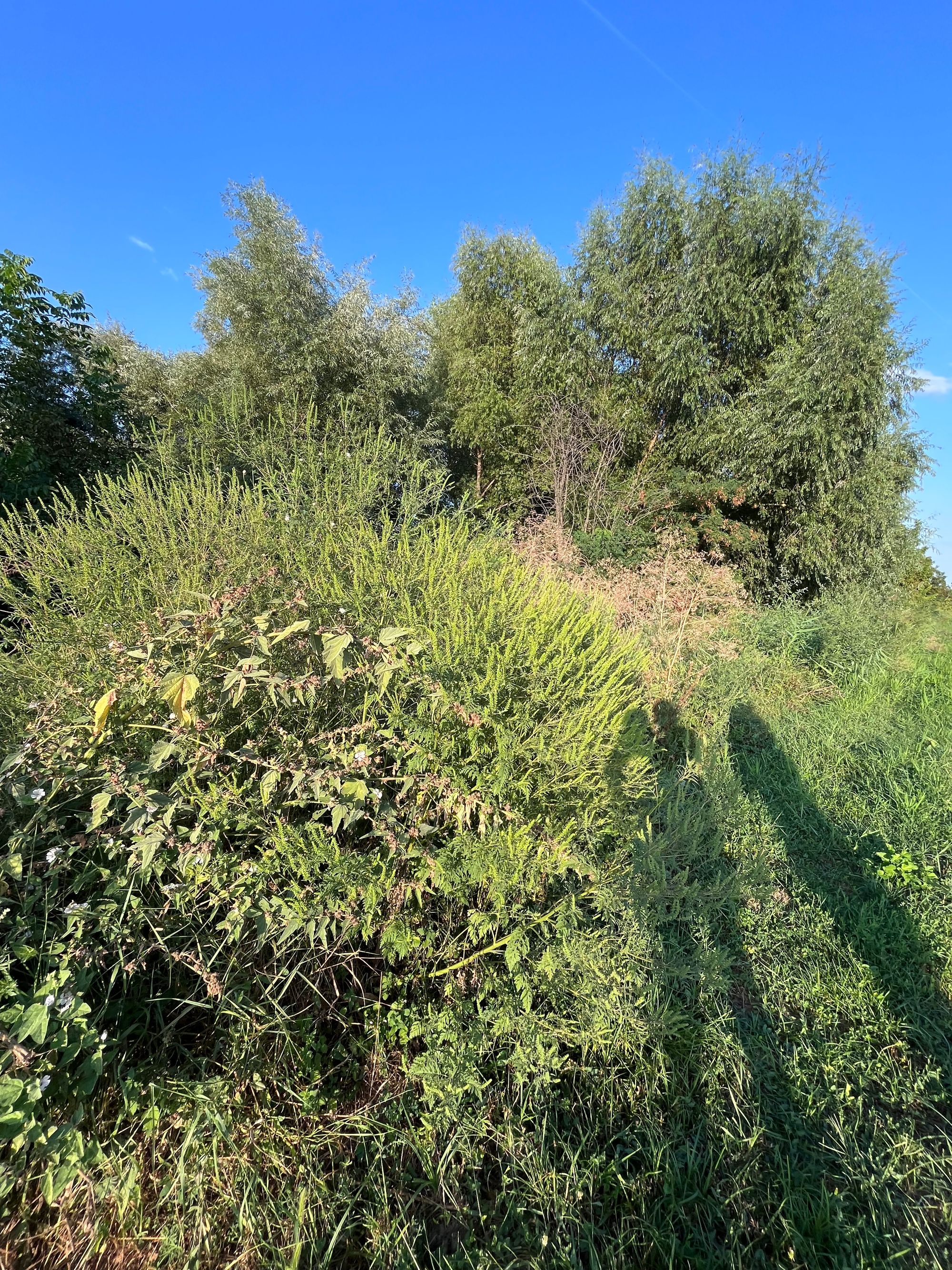 Ambrozie in Promenada Comunei Chiajna