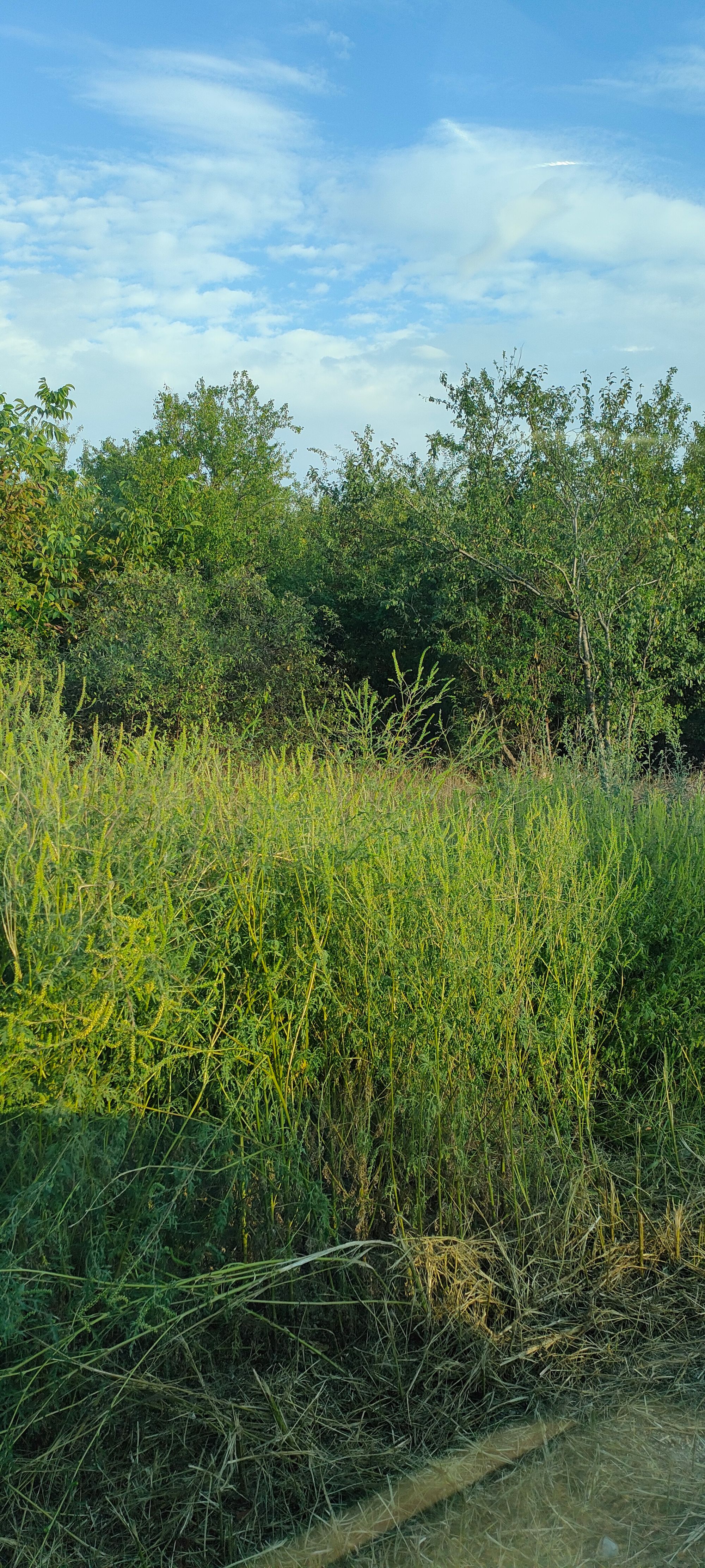 Ambrozie in Strada Ghirlandei 3, Șanțu Florești, Comuna Gruiu, Județul Ilfov - IMG20240828183354.jpg