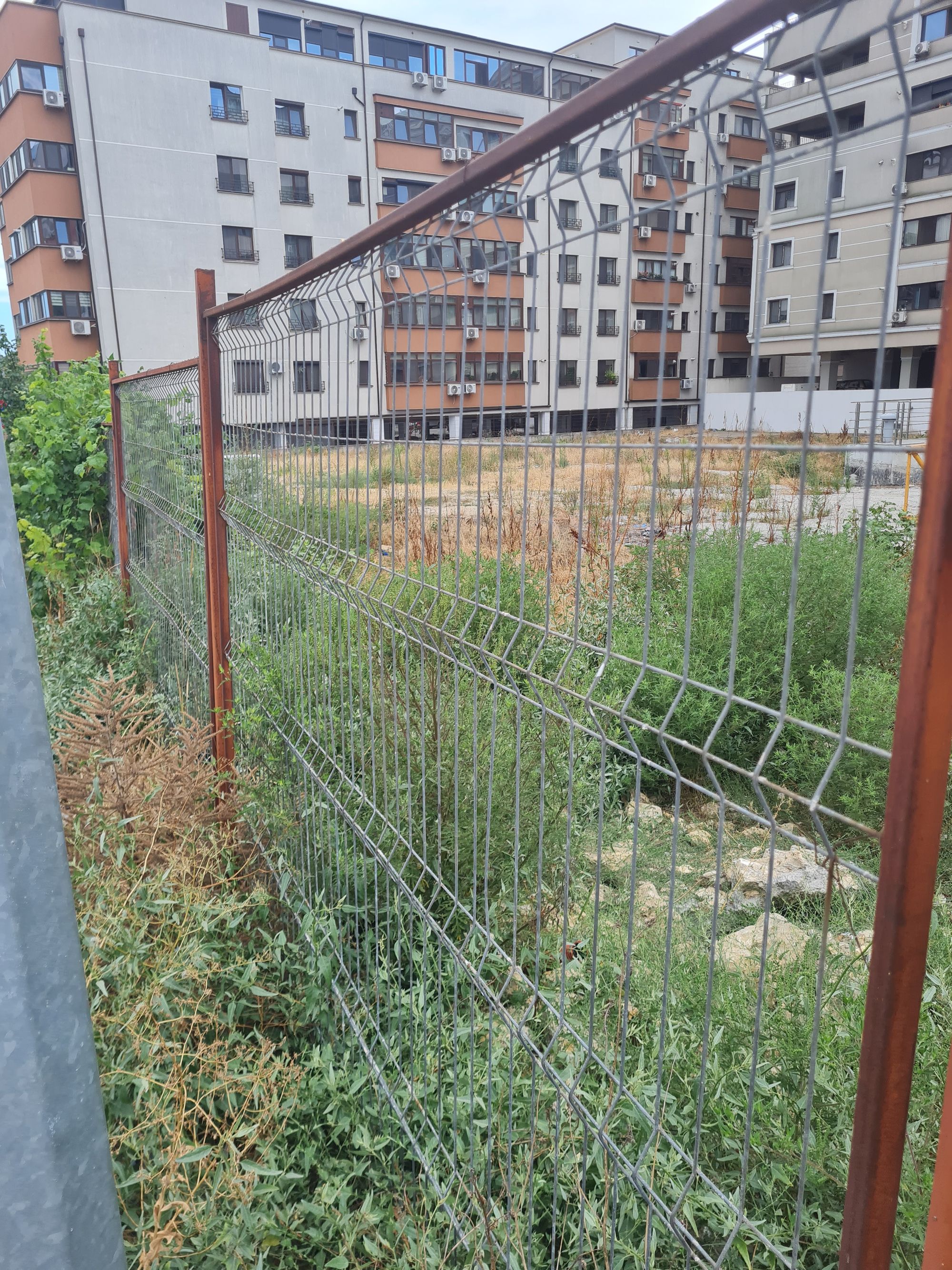 Ambrozie in Șoseaua Mangaliei 169, Constanța, Municipiul Constanța, Județul Constanța - 20250825_142302.jpg