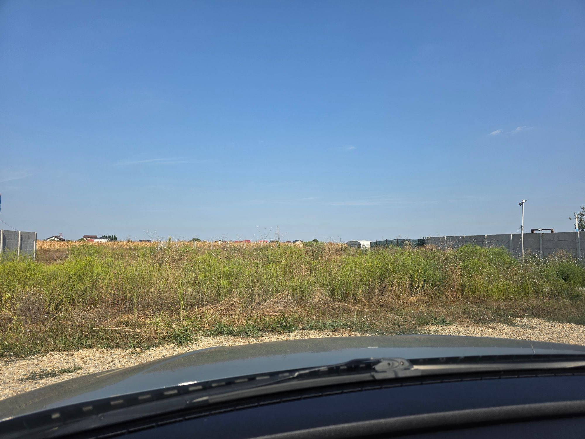 Ambrozie in Strada Ortansei 170e, Olteni, Comuna Clinceni, Județul Ilfov