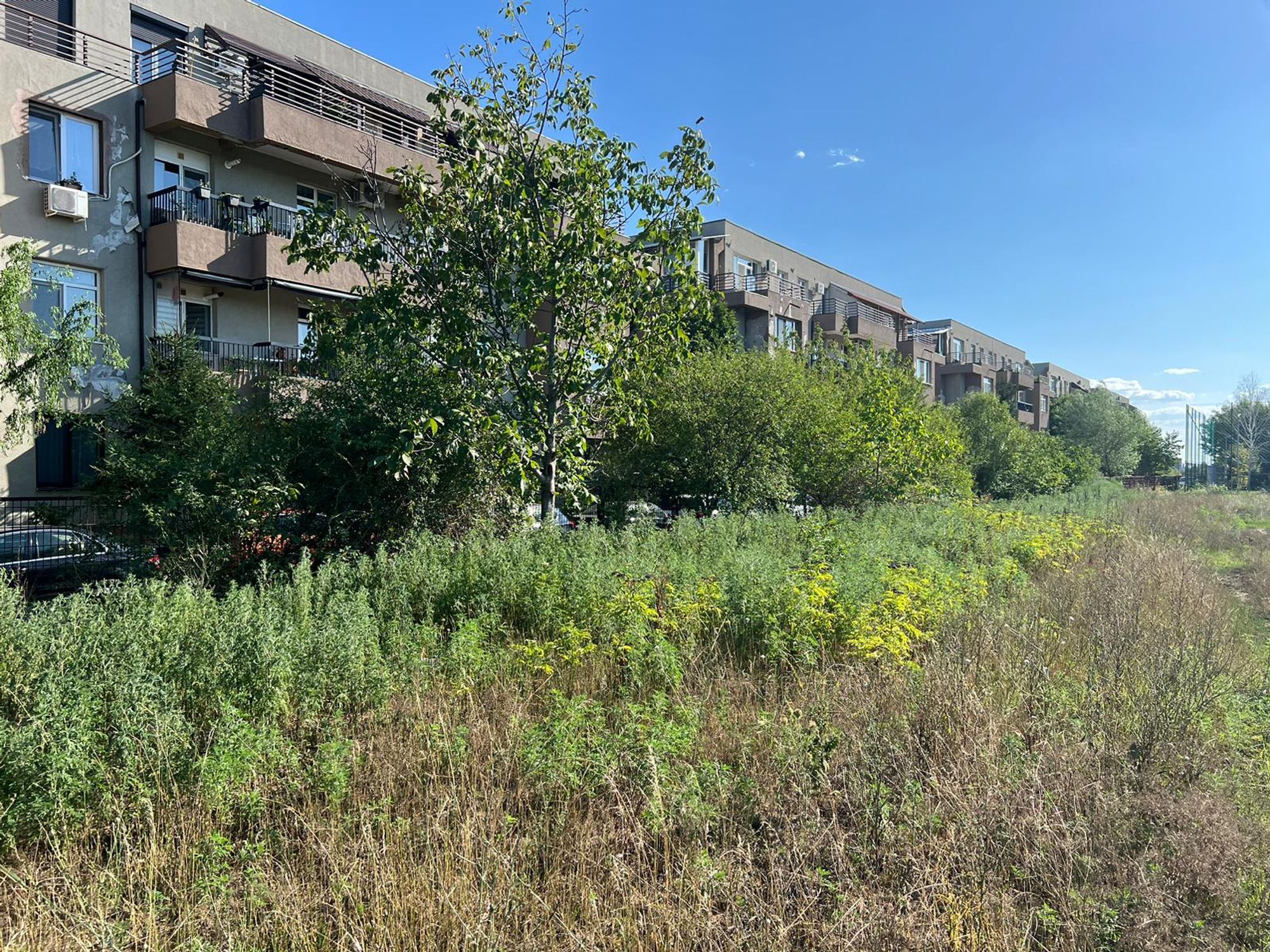 Ambrozie in Drumul Piscul Moșului 10, București, Municipiul București - c6b53535-e117-45c7-a0f5-45b09be256cb.jpeg