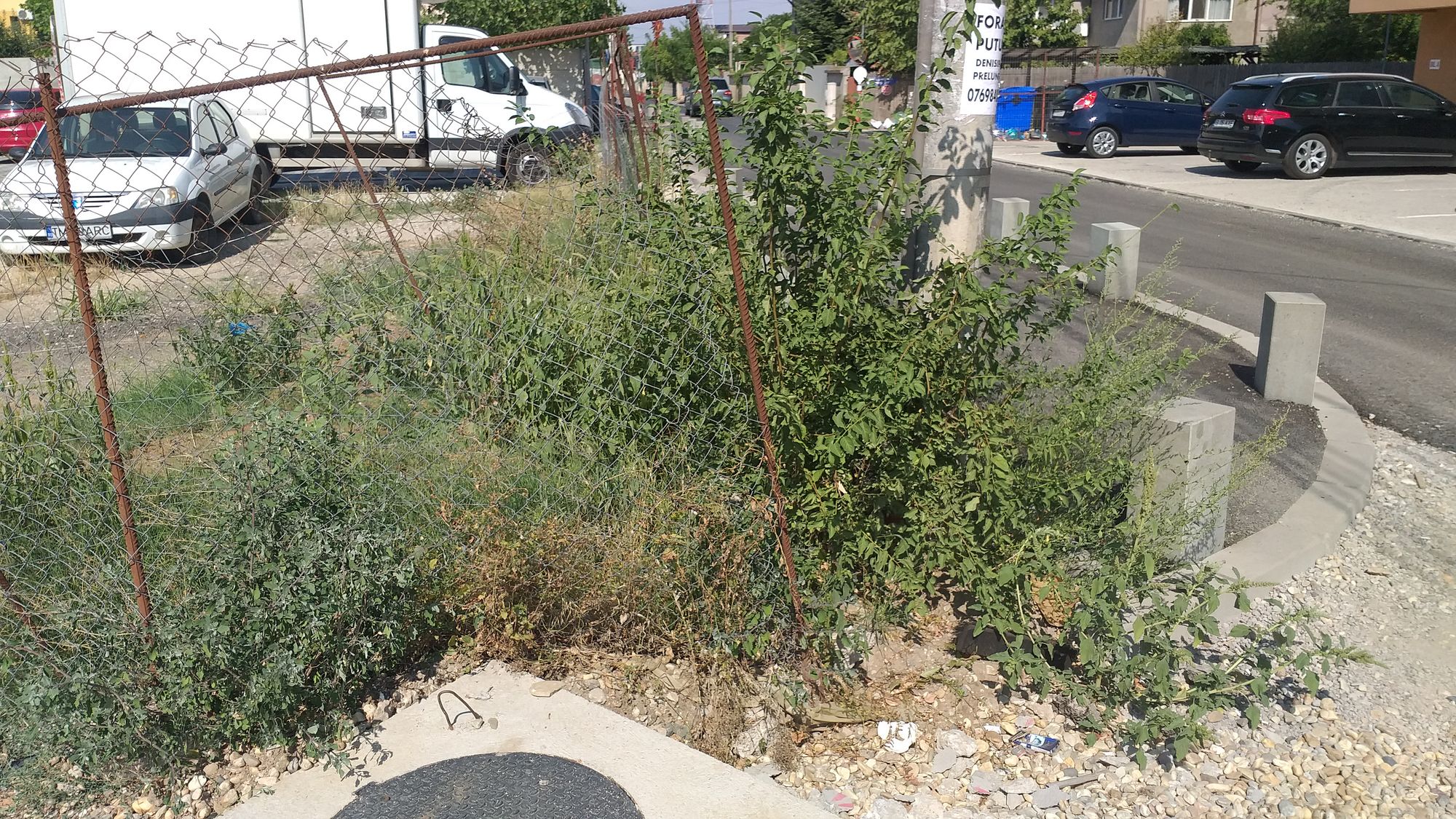 Ambrozie in Strada Drumul Bacriului 23, București, Comuna Chiajna, Județul Ilfov - 20230824_153240.jpg