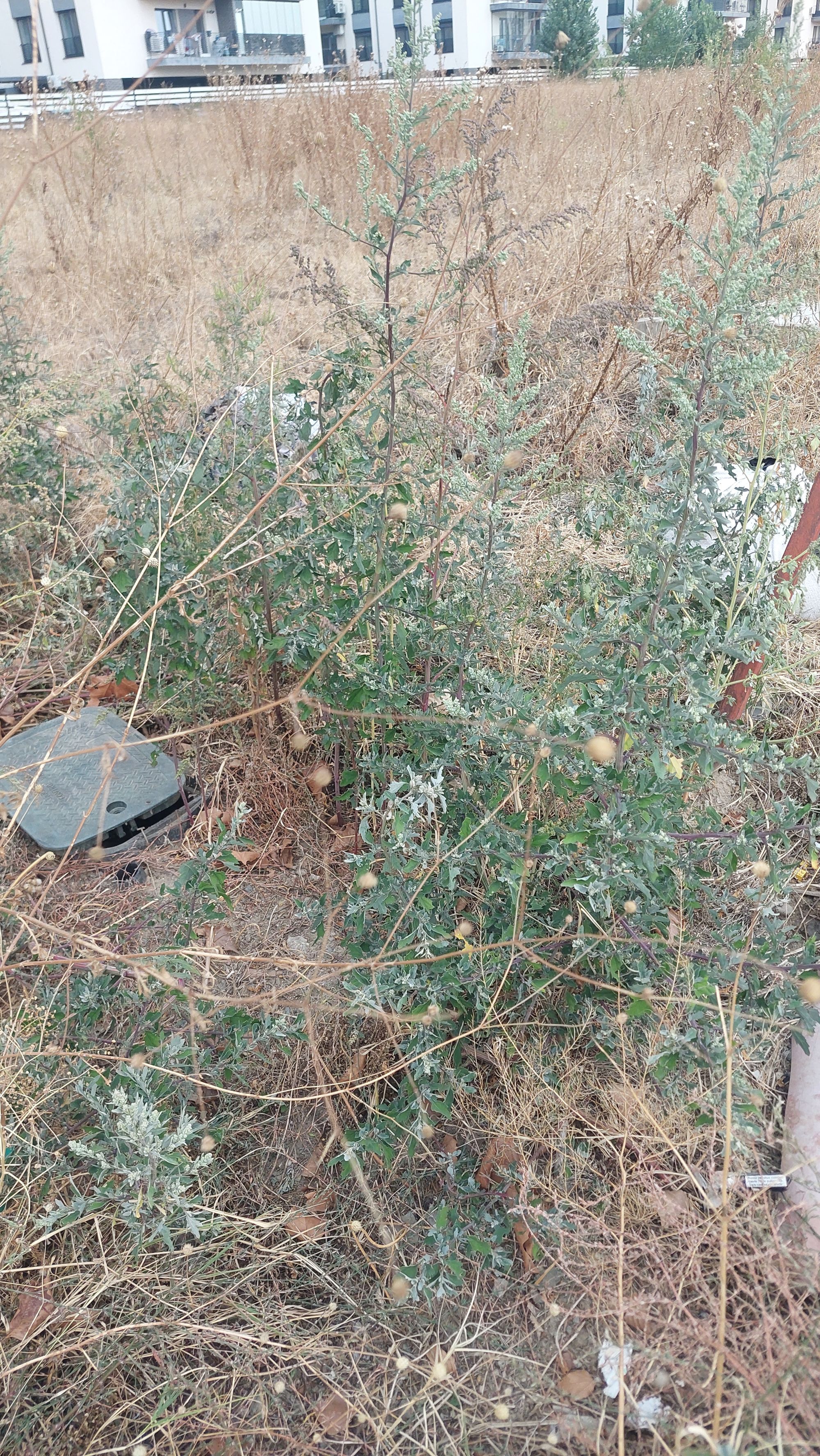 Ambrozie in Strada Drumul Gura Gârliței 16, București, Municipiul București - 20250910_175810.jpg