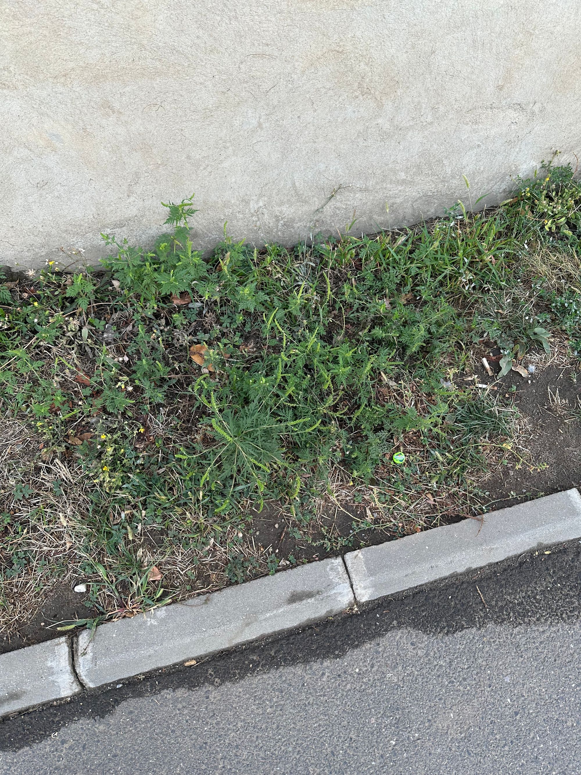 Ambrozie in Strada Mărgelelor 9, Bragadiru, Oraş Bragadiru, Județul Ilfov