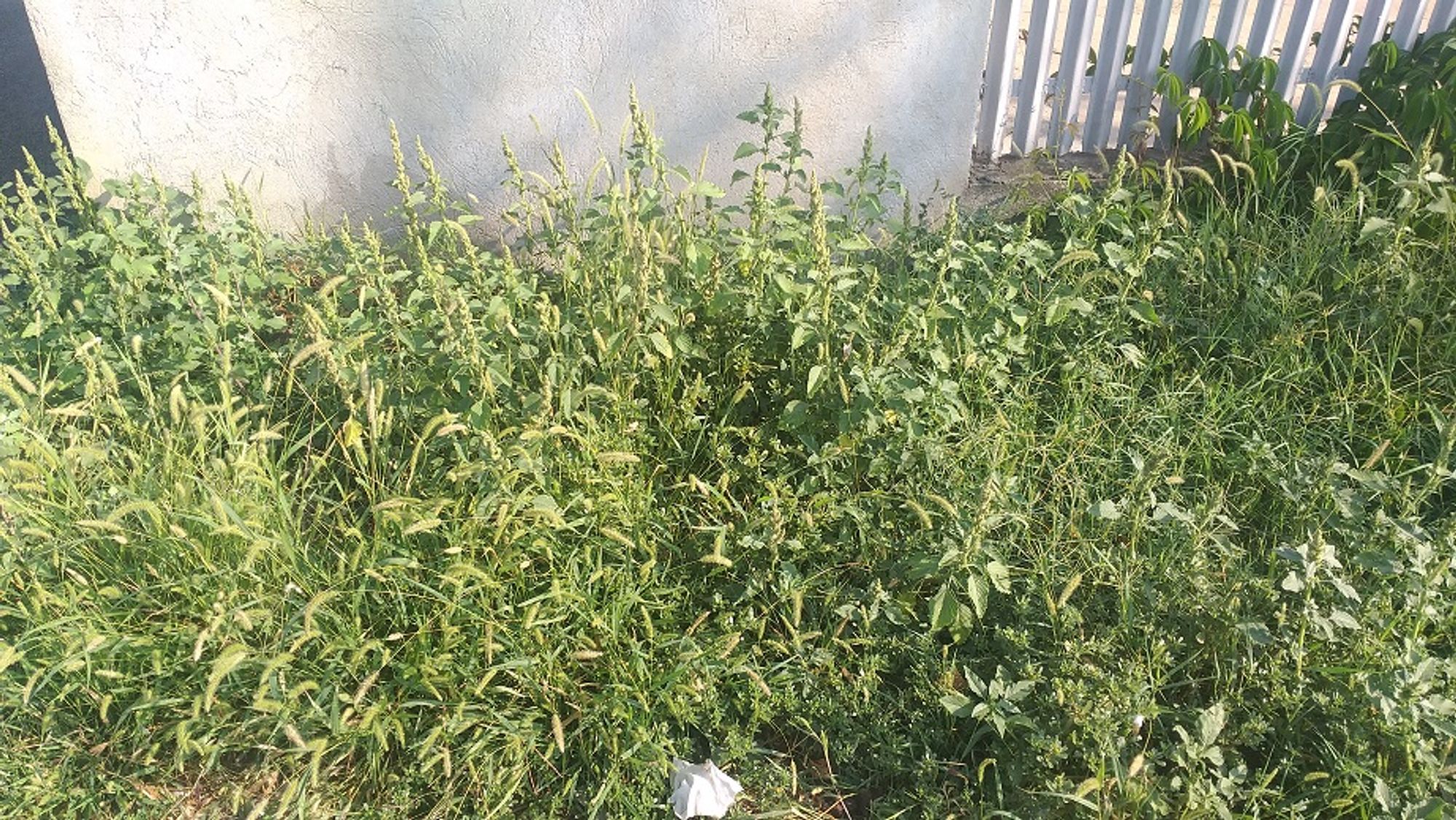 Ambrozie in Strada Crinului 41, Roșu, Comuna Chiajna, Județul Ilfov - 20230825_092850.jpg