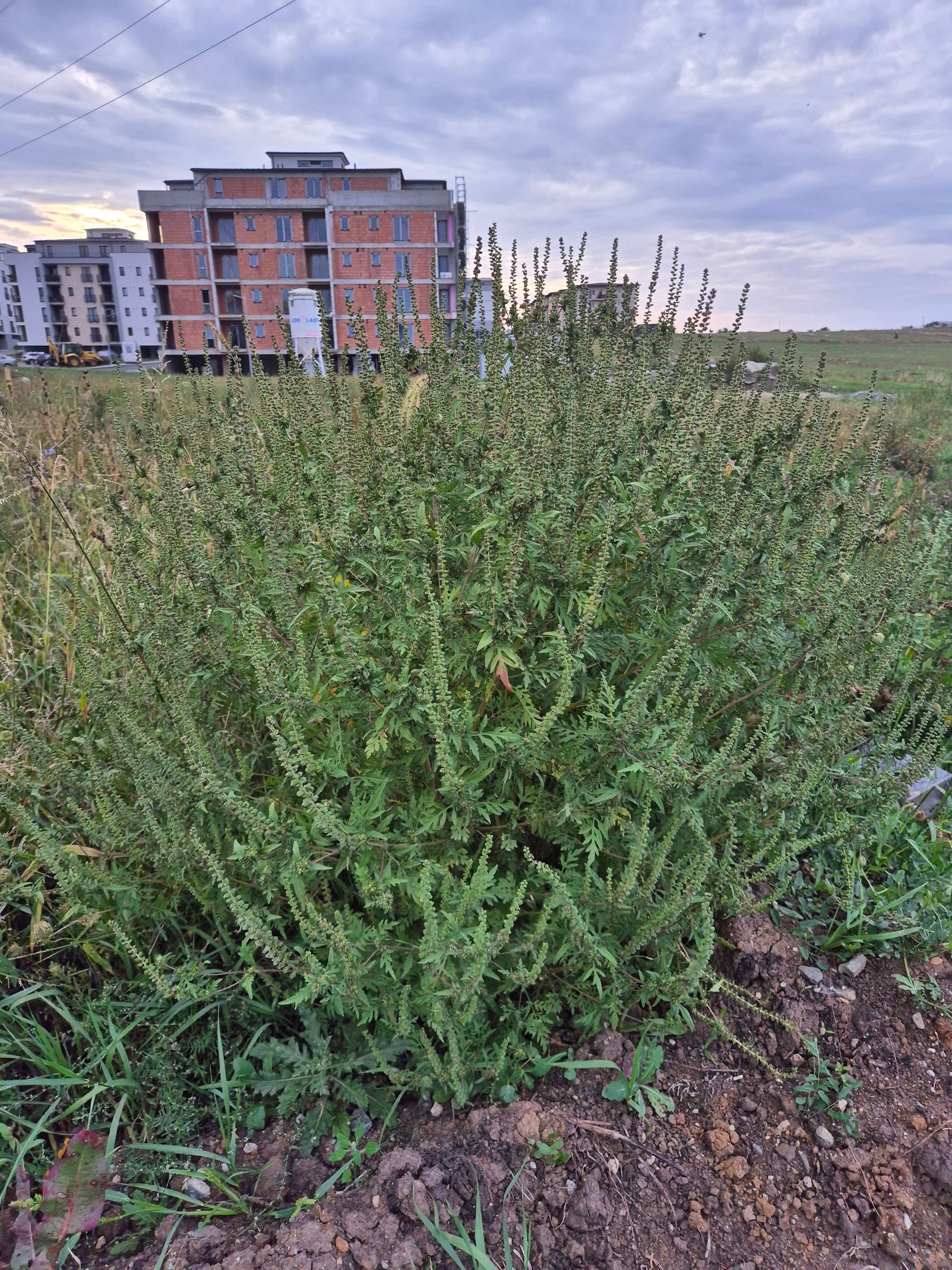 Ambrozie in Strada Măslinului 4, Sibiu, Municipiul Sibiu, Județul Sibiu - 20250910_183511.jpg