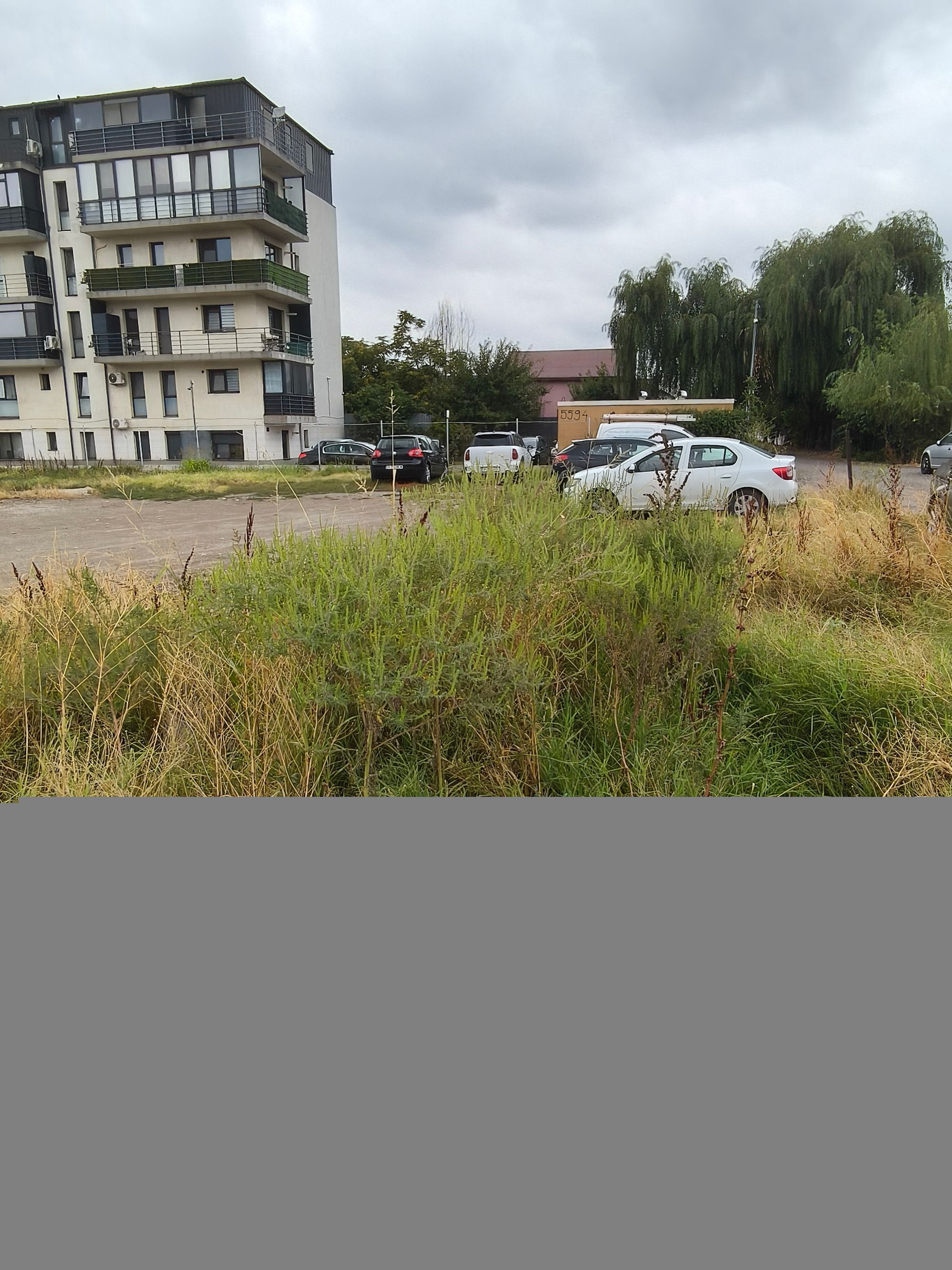 Ambrozie in Strada Safirului 115, Bragadiru, Oraș Bragadiru, Județul Ilfov