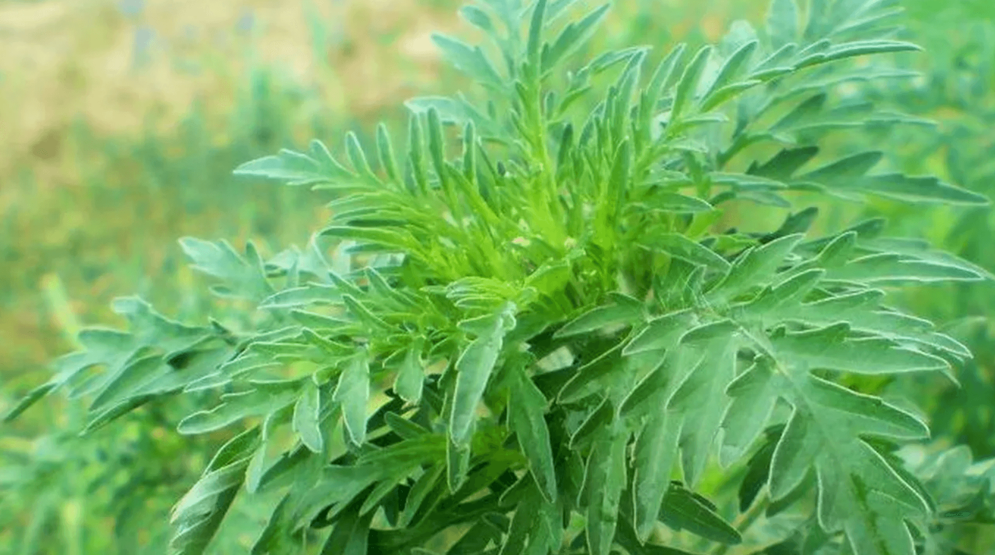 Ambrozie in Aleea Fizicienilor 18, București, Municipiul București - amb.png