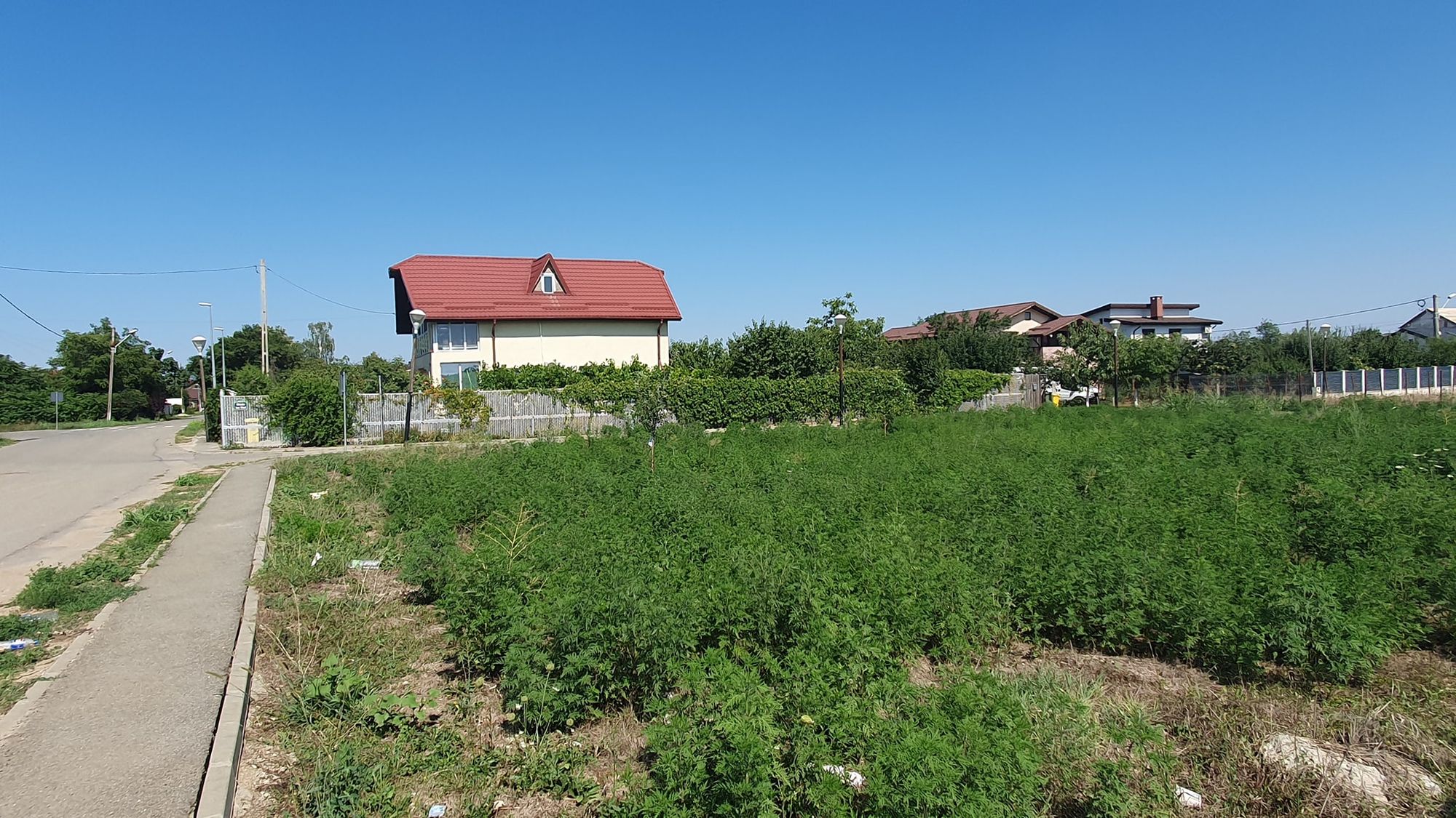 Ambrozie in Strada Horia Romosanu 55, Buftea, Oraş Buftea, Județul Ilfov - 453620199_862253649289070_3632576471021411806_n.jpg