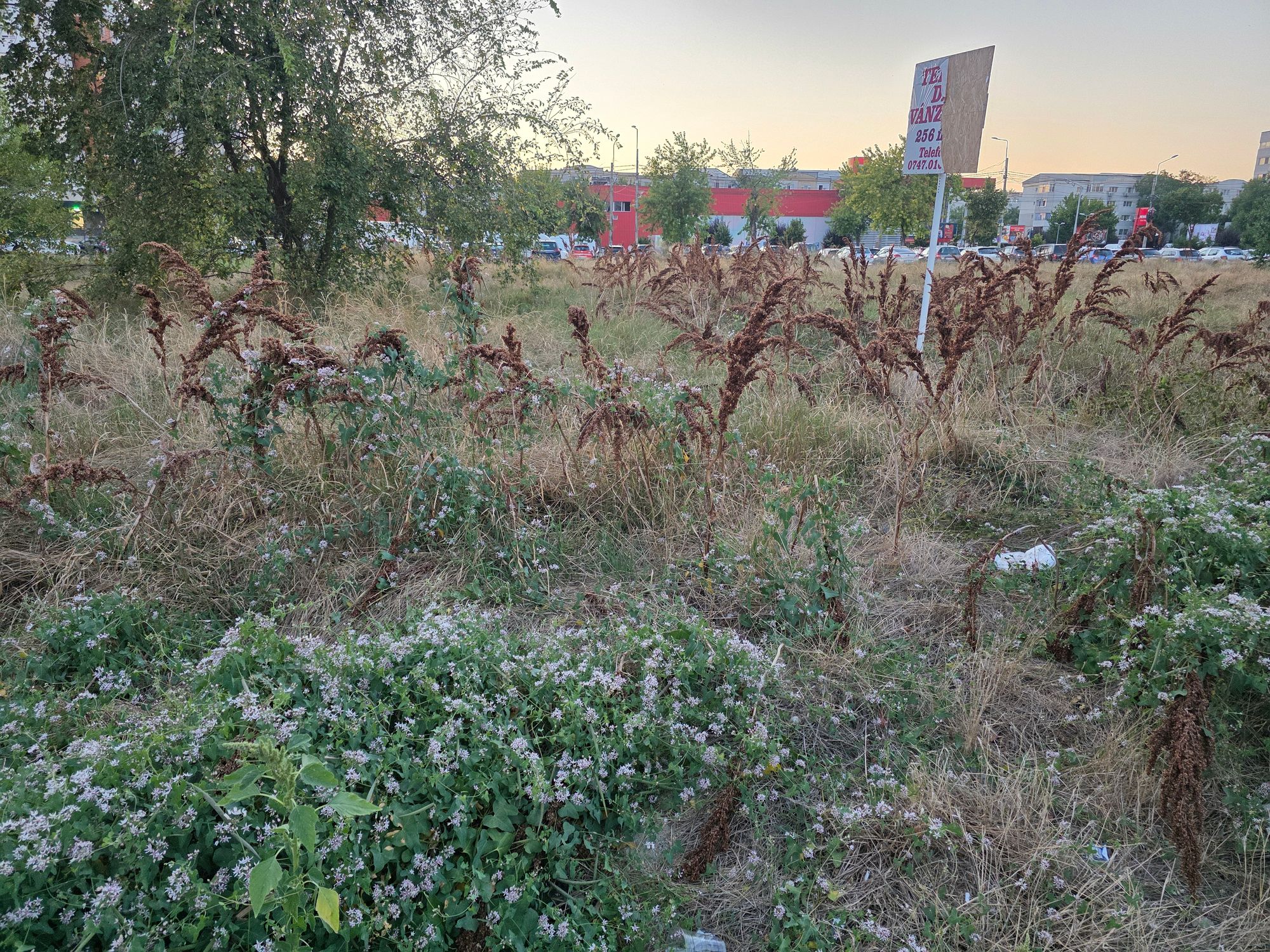 Ambrozie in Strada George Enescu nr.82, bloc B32BIS, scara 2, ap.50, Brăila, Municipiu Brăila, Județul Brăila - 20260810_202030.jpg