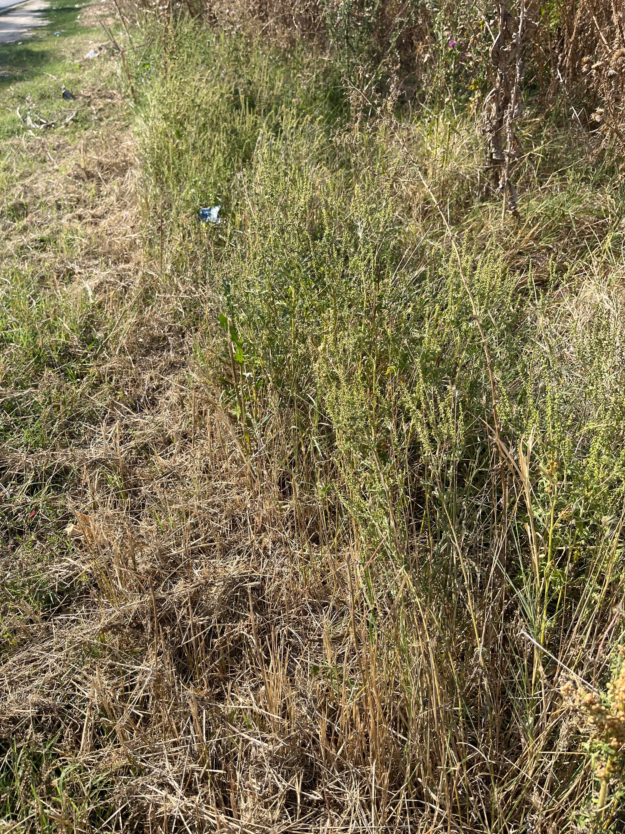 Ambrozie in Strada Viilor 15, Alexandria, Municipiu Alexandria, Județul Teleorman - image.jpg