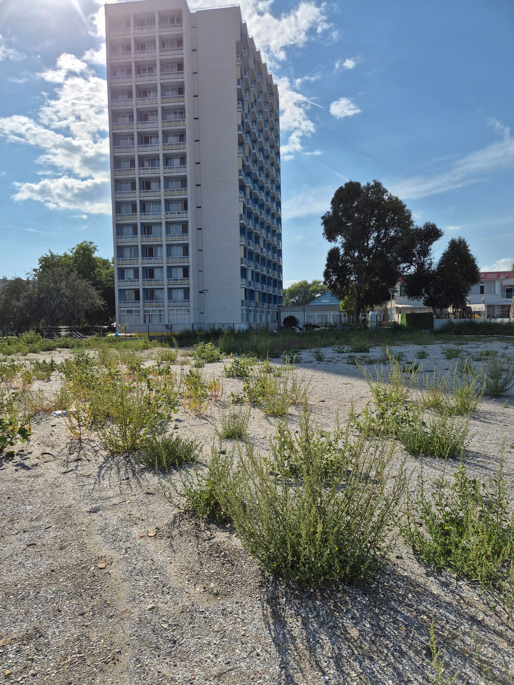 Ambrozie in Faleza Saturn, Mangalia, Municipiu Mangalia, Județul Constanța
