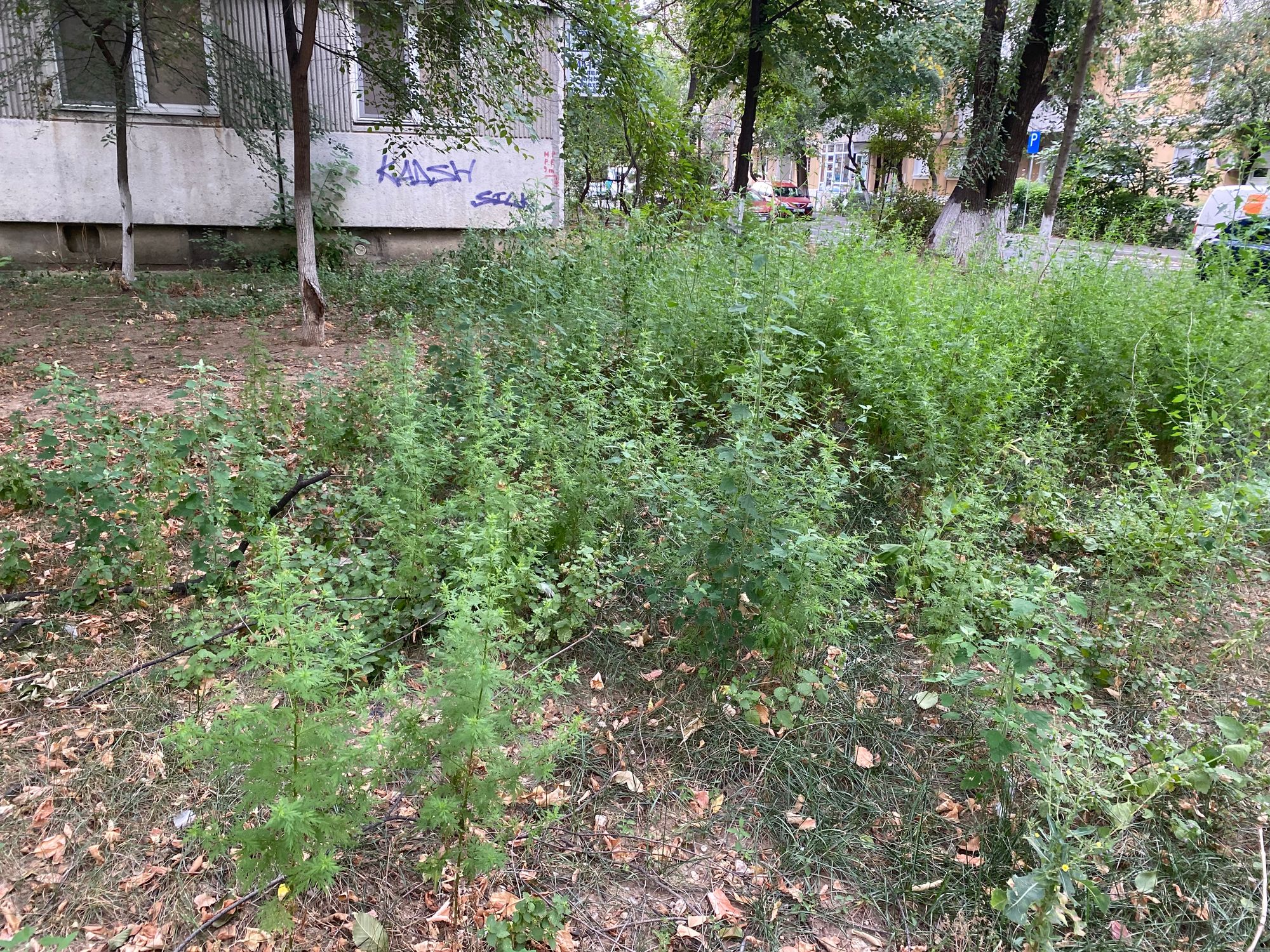 Ambrozie in Strada Dreptății 8, București, Municipiul București - IMG_5327.jpeg