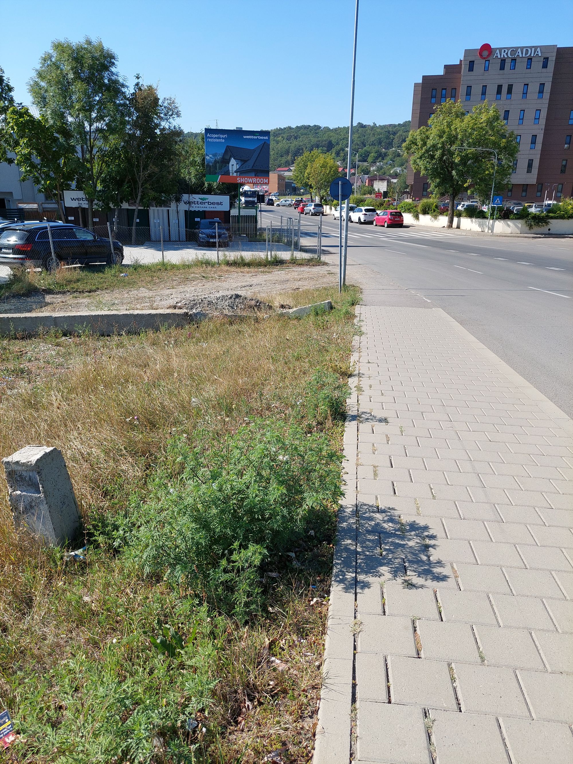 Ambrozie in Strada Sarmisegetuza, Iași, Municipiu Iaşi, Județul Iași - 1000079540.jpg